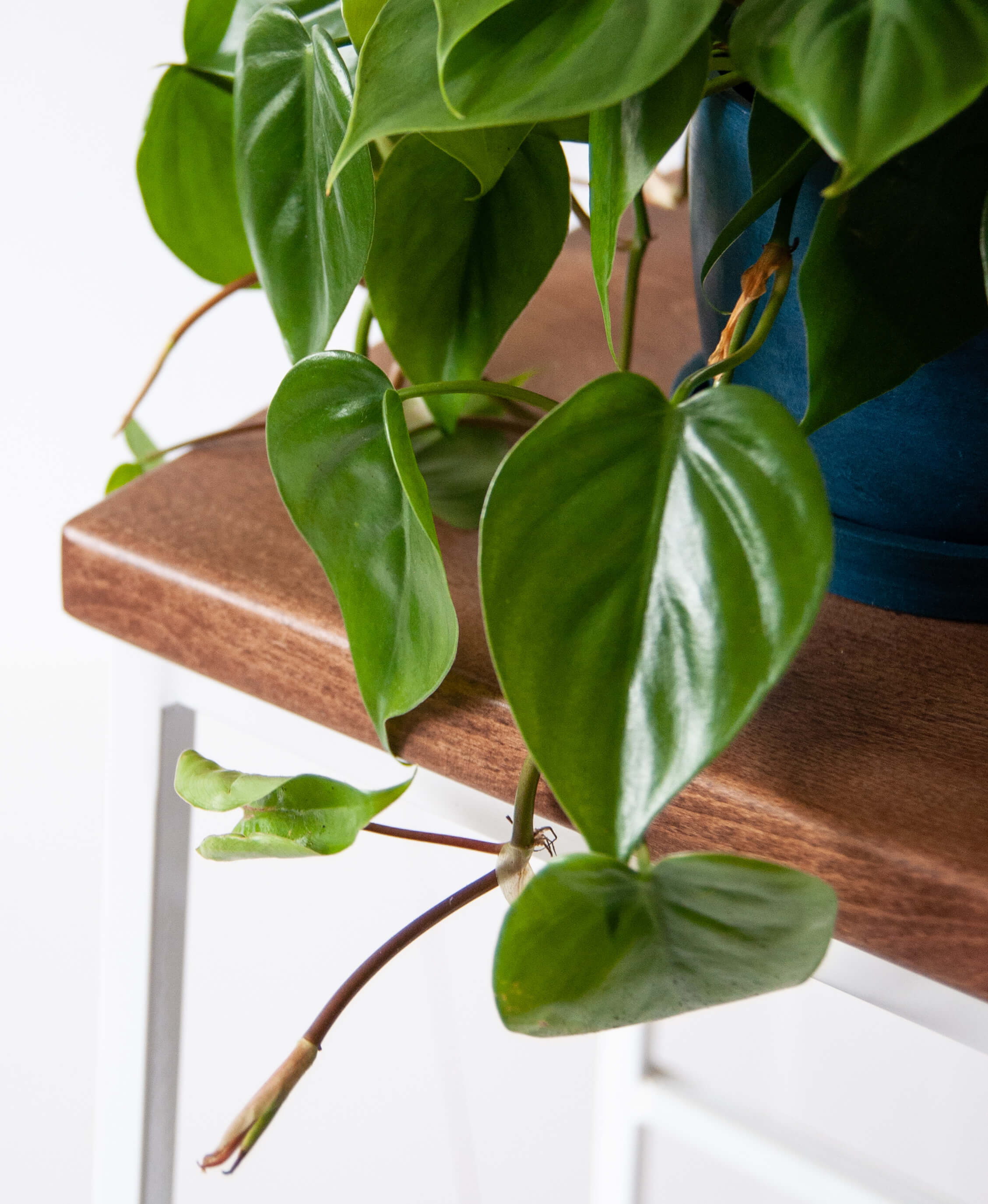 Buy Potted Philodendron Heartleaf, Indoor Houseplant Buy Potted Philodendron Heartleaf, Indoor Houseplant