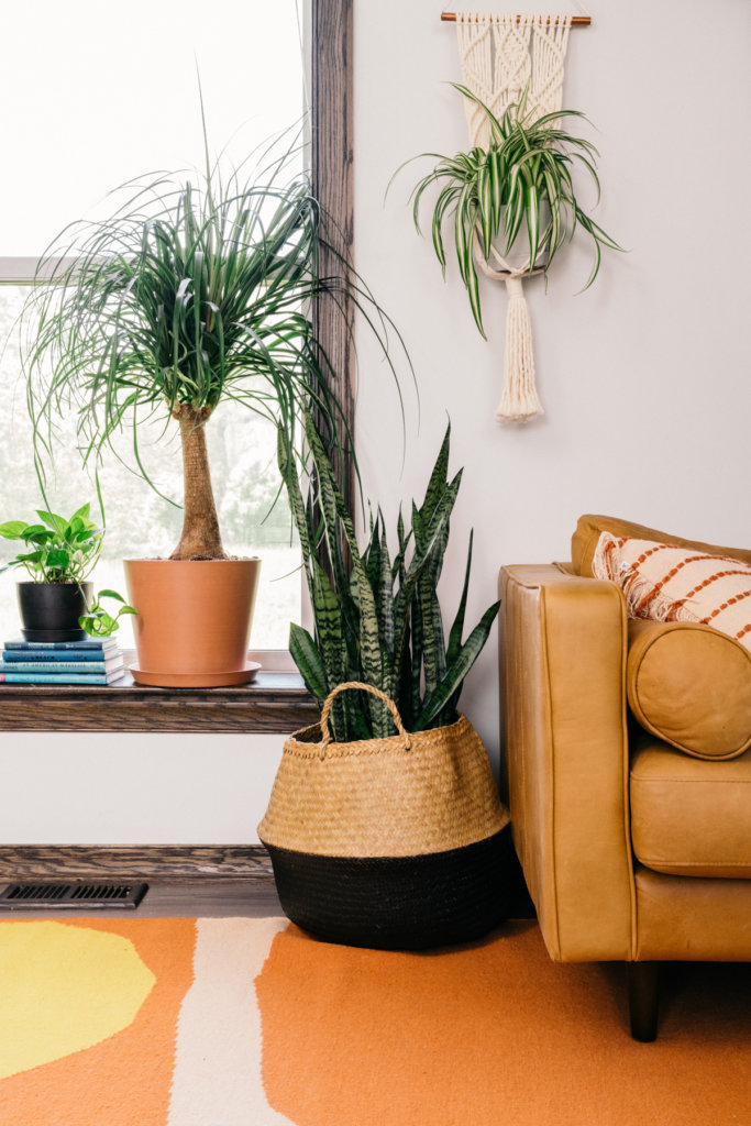 Best Plants for Your Apartment: Bloomscape Your Space