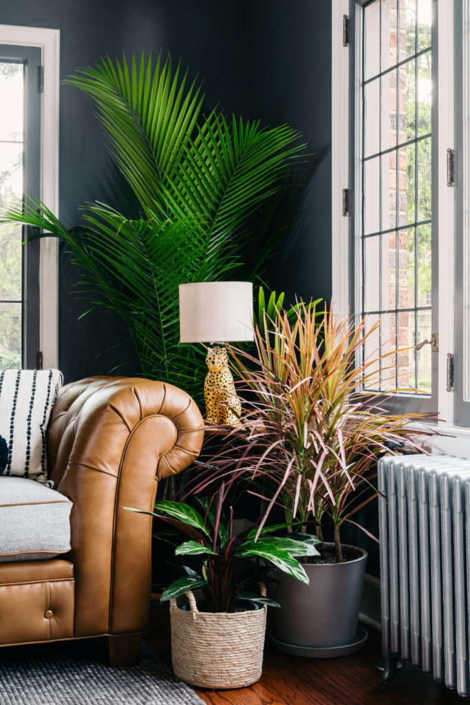 The Best Plants For Any Living Room, Plants For Living Room