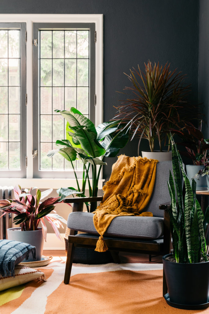 Best Plants for the Living Room