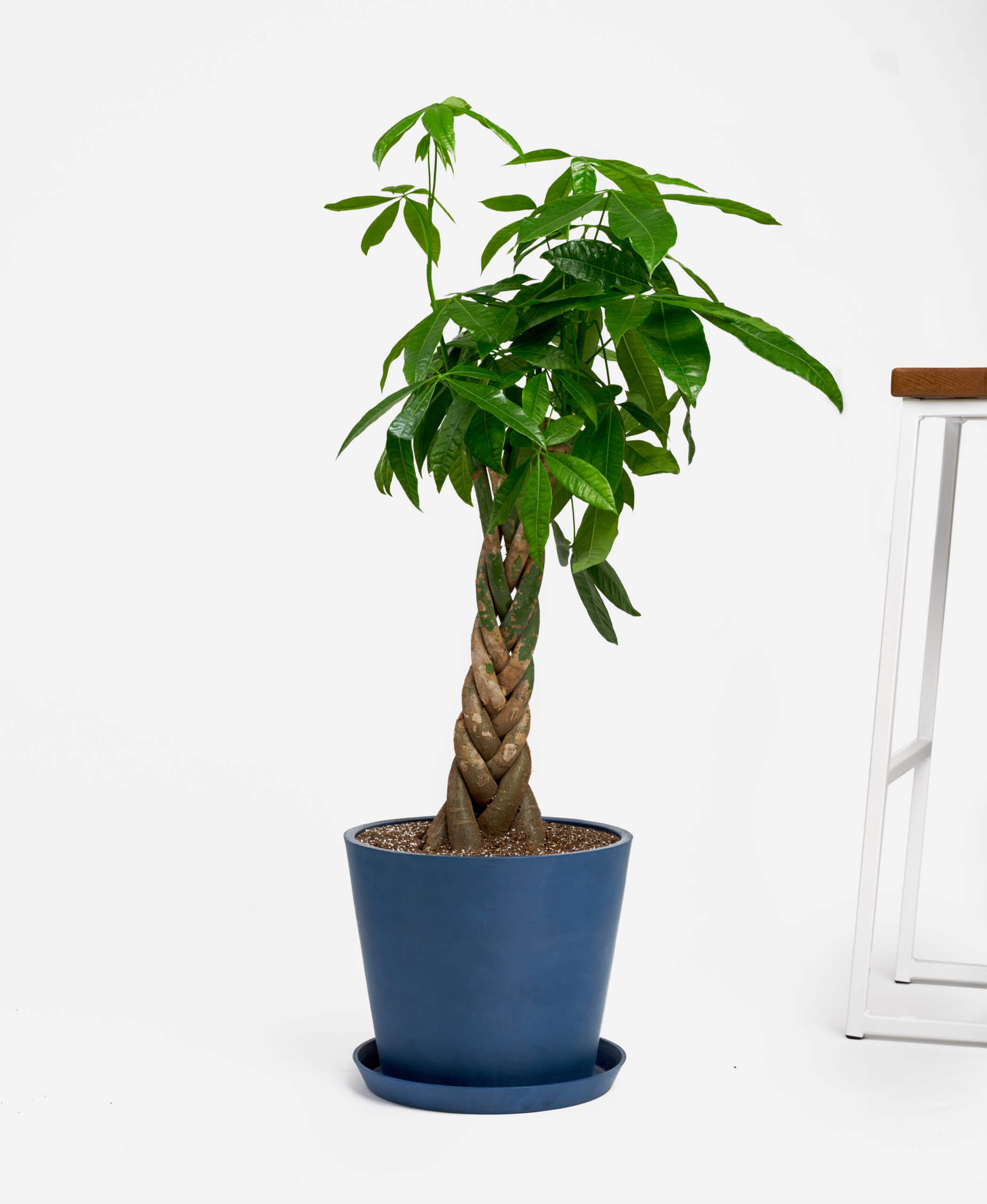 Buy Large Potted Money Tree Indoor Plant Bloomscape Buy Large Potted Money Tree Indoor Plant Bloomscape