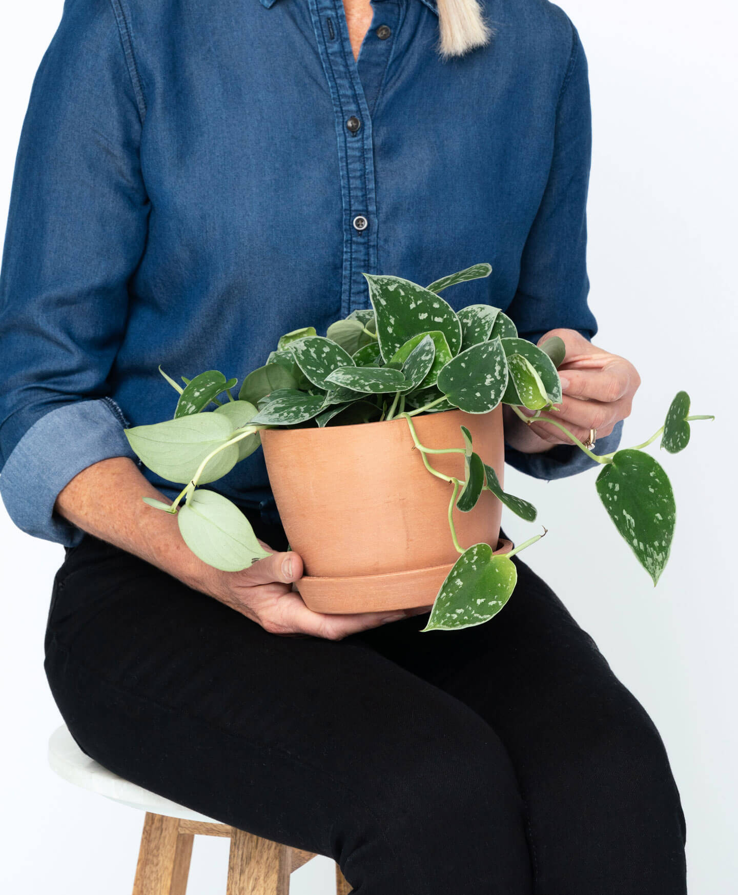 Pothos 101: How to Care for Pothos