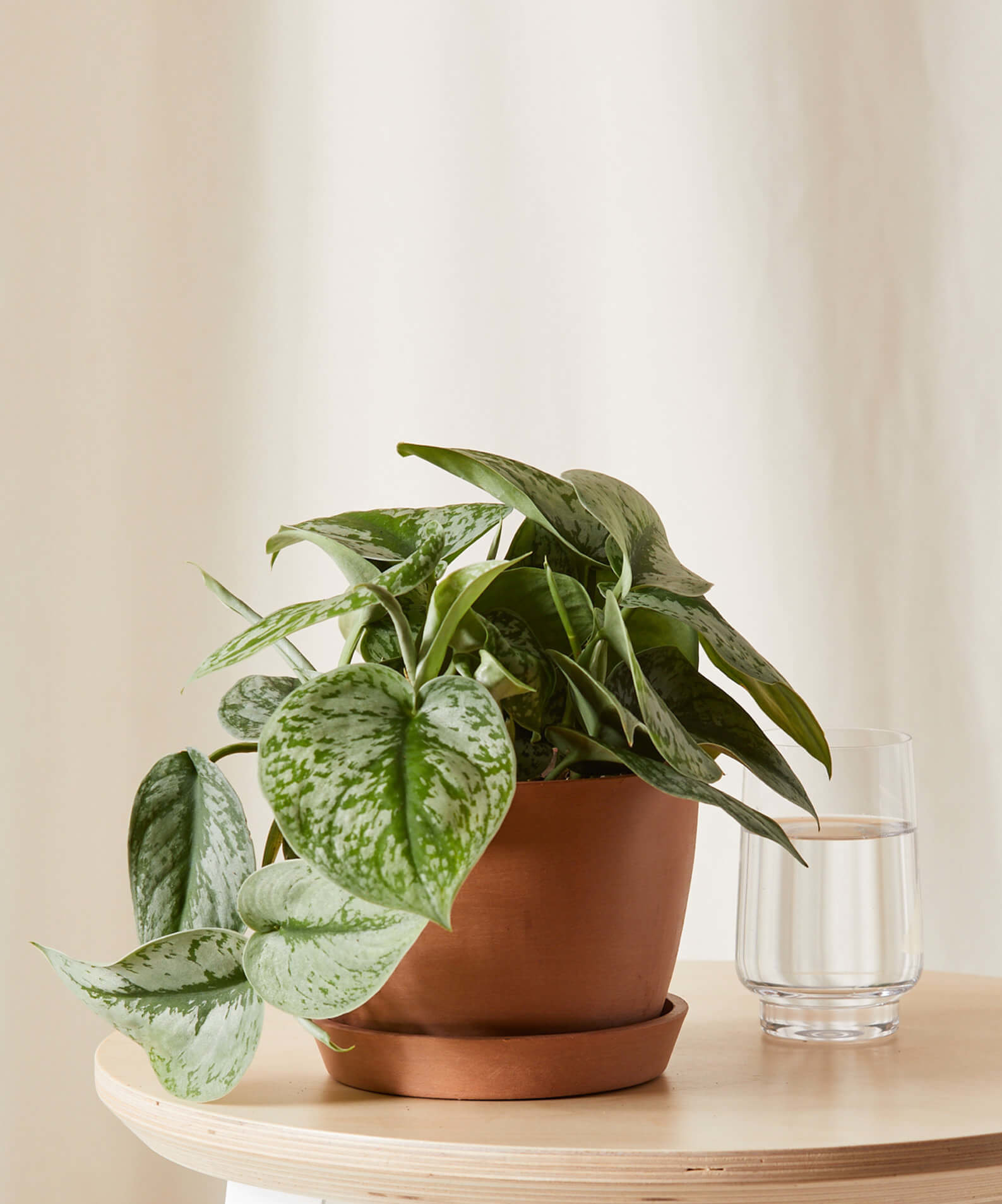 Silver Pothos