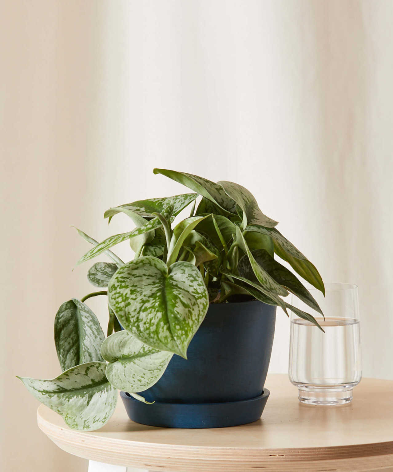 Buy Potted Silver Satin Pothos Indoor Plant | Bloomscape