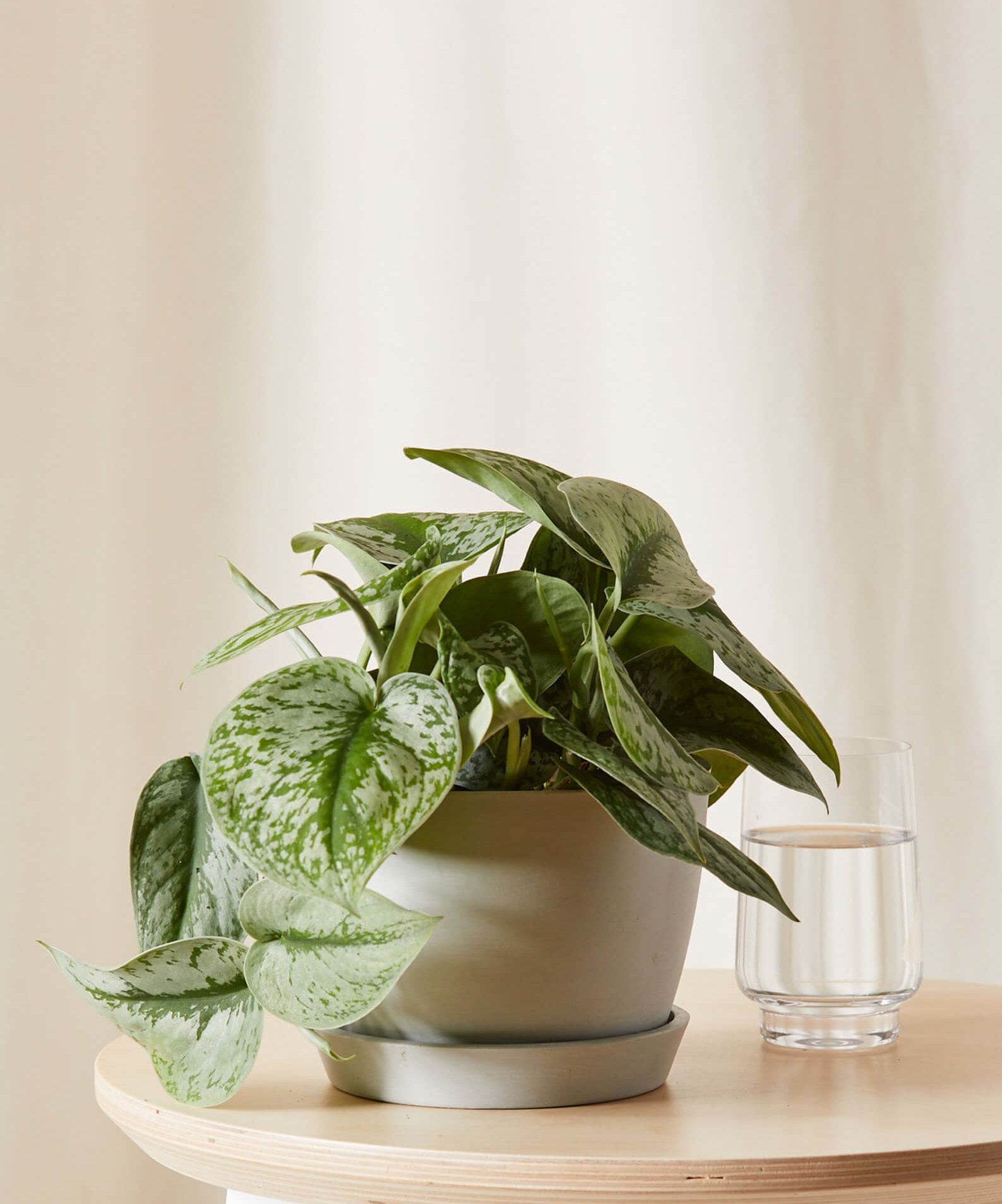 Buy Potted Silver Satin Pothos Indoor Plant | Bloomscape