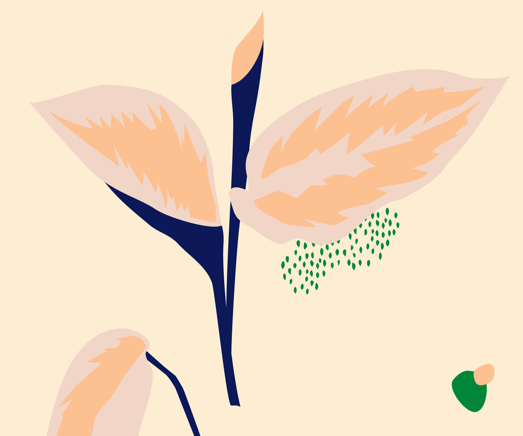 How to Care for a Calathea Beauty Star | Bloomscape