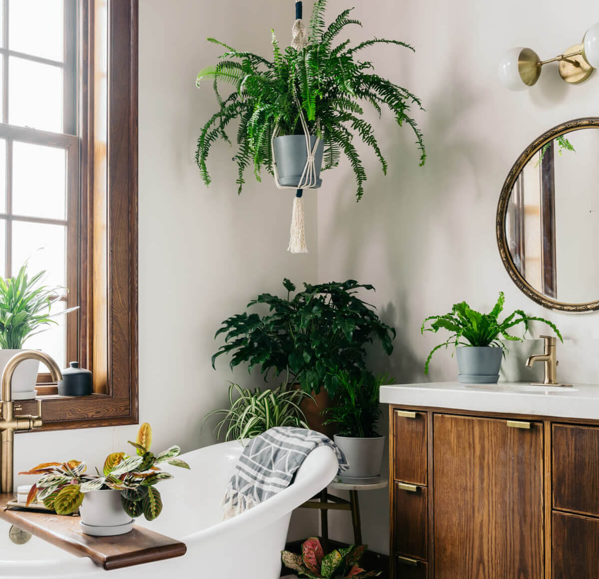  Plants In Bathroom for Small Space