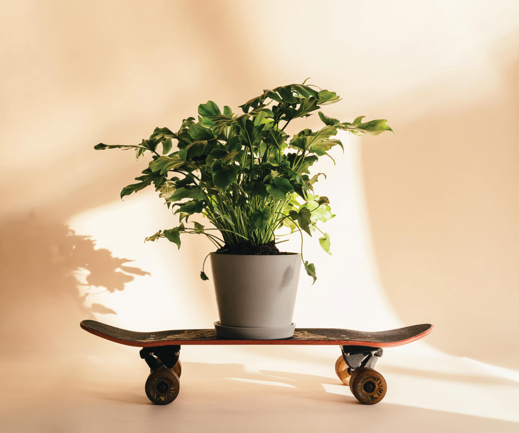 advice from plant mom: getting your plants ready for fall