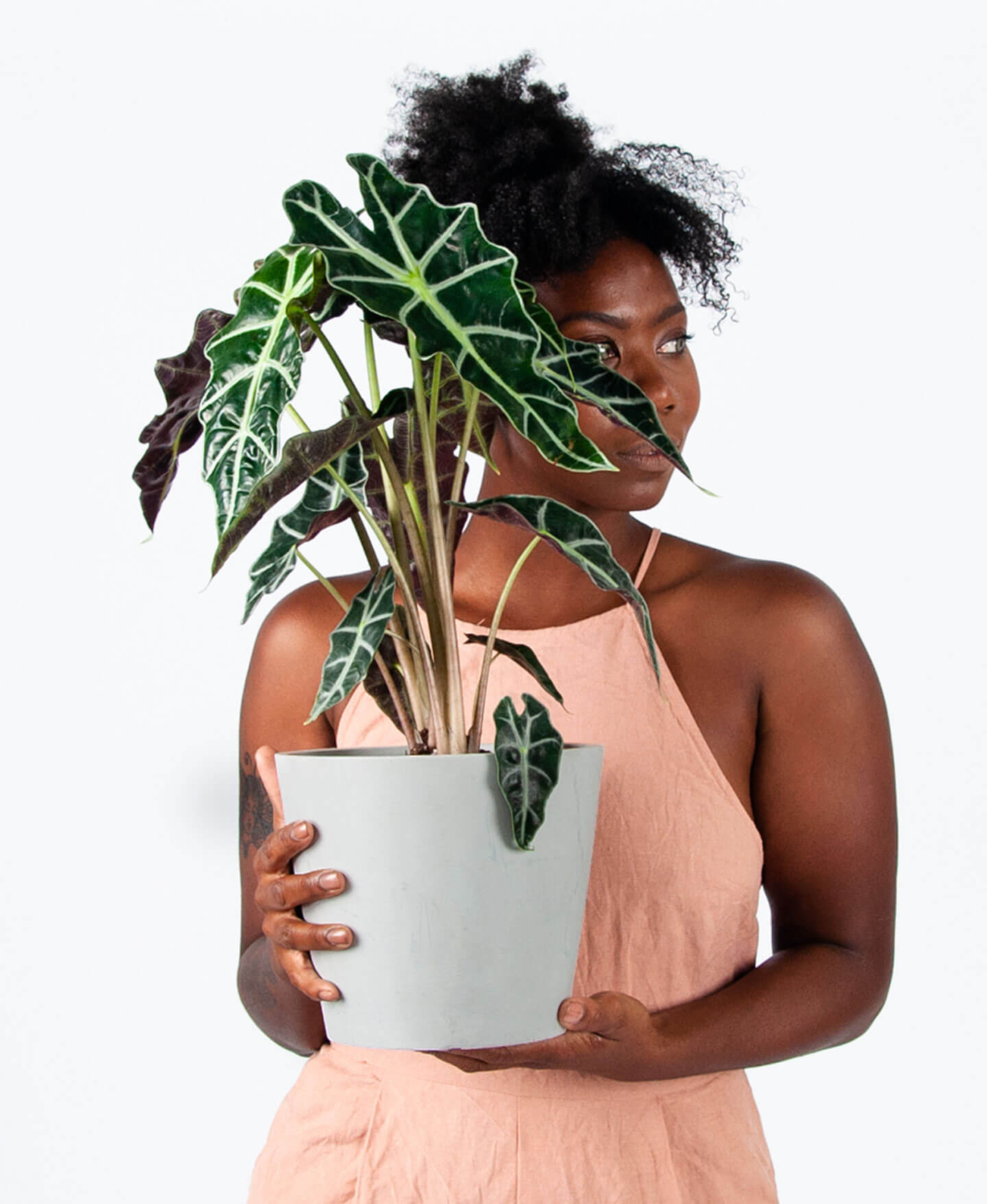 Buy Bloomscape Potted Alocasia Polly Buy Bloomscape Potted Alocasia Polly