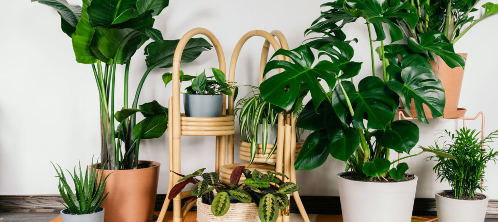 Bloomscape shop easy indoor plants