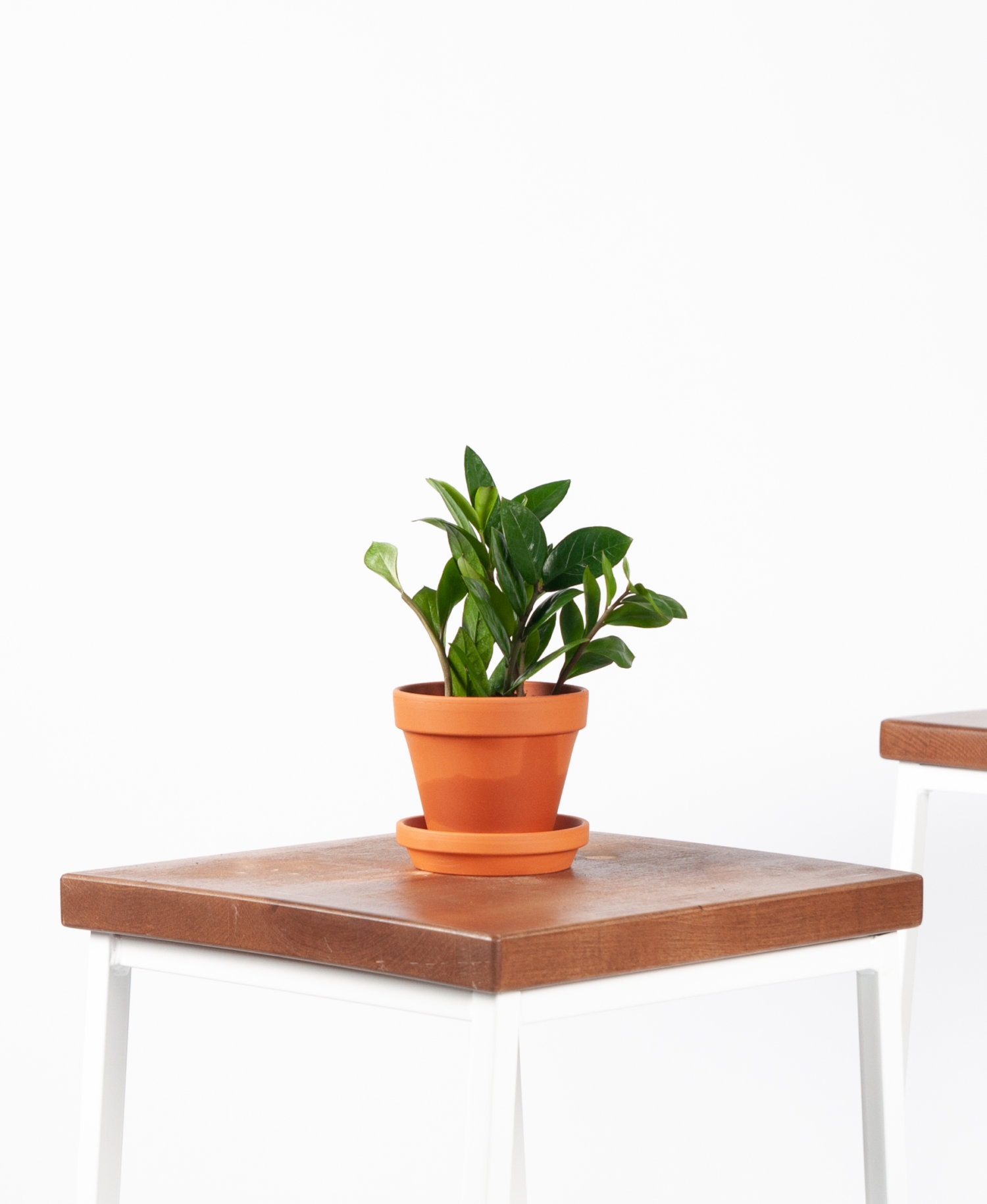 Trang trí không gian nhà mới của bạn bằng những loại cây cảnh dễ chăm sóc Plant.vn