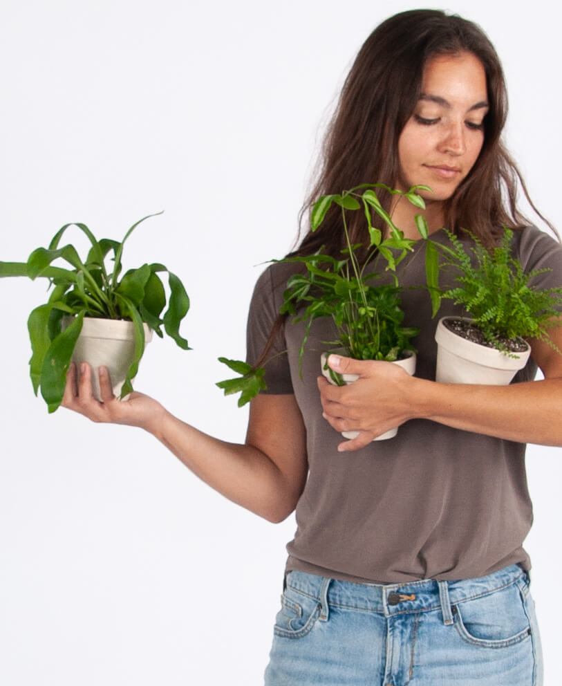 Fern Plant Care Guide Bloomscape