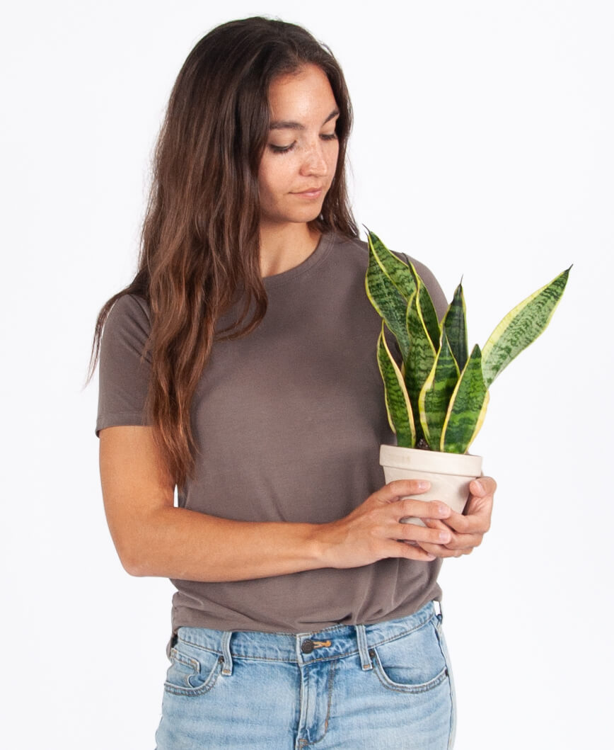 Woman with Sansevieria from Bloomscape's Tough Stuff Collection