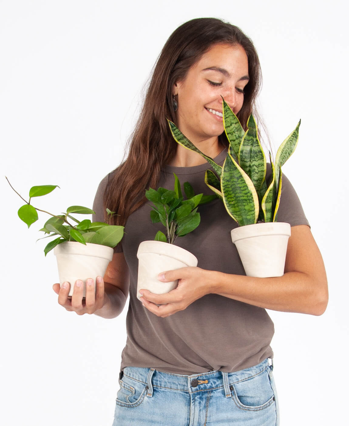 Tough Stuff Collection as the Best Indoor Plants for Dorm
