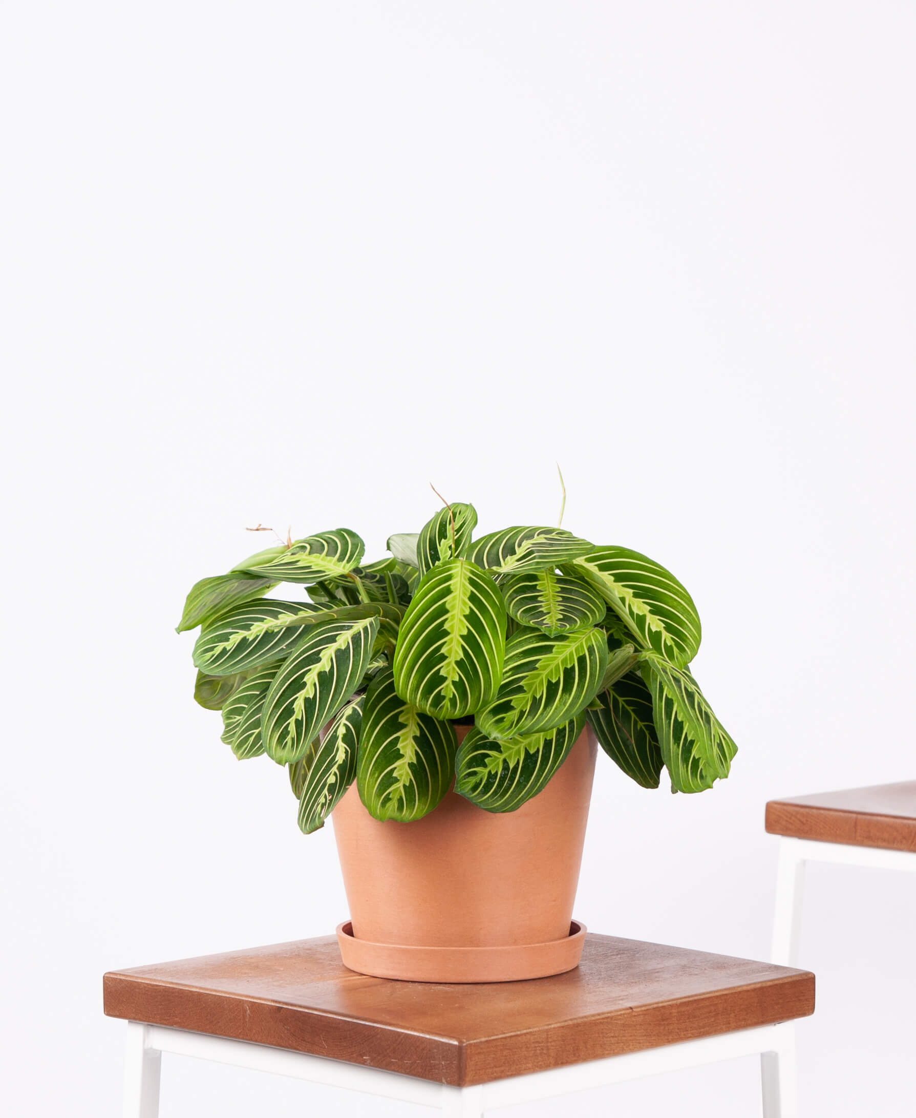 Buy Medium, Potted Neon Prayer Plant Indoor Plant Bloomscape