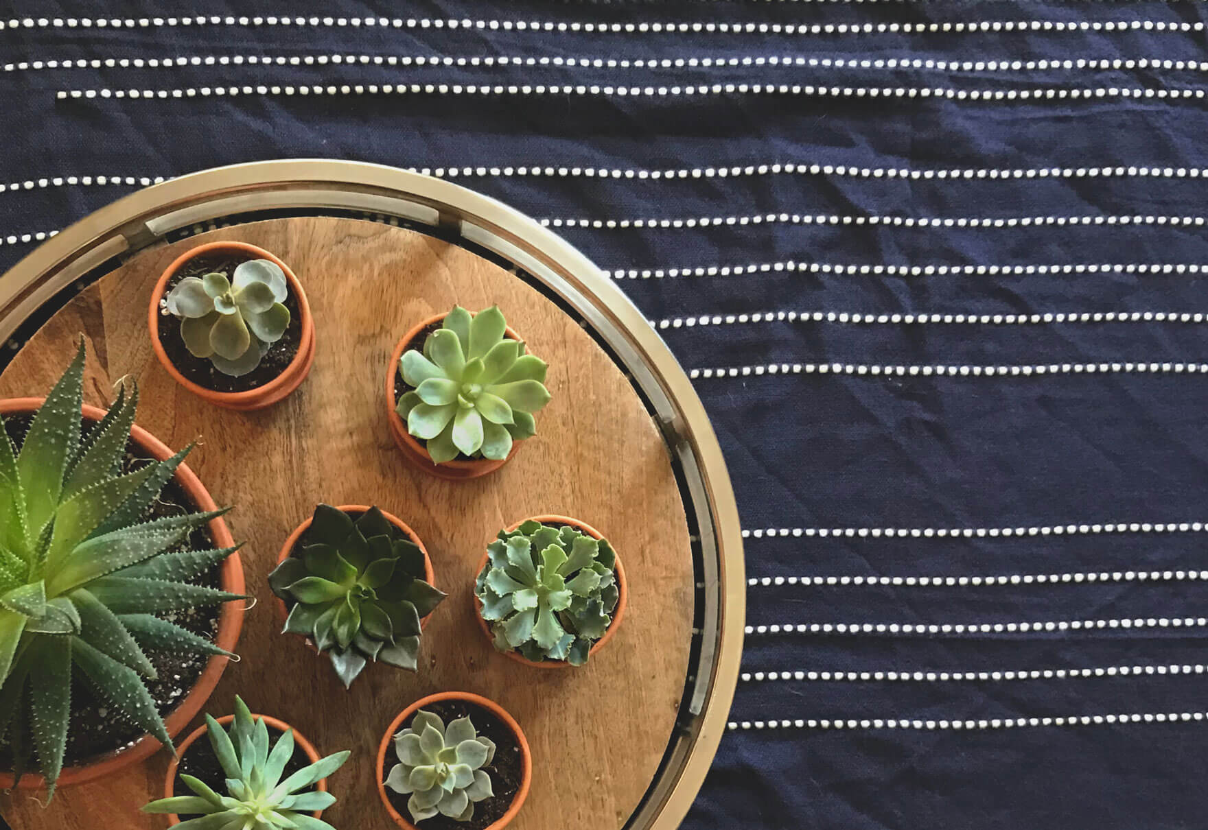 Plant Care Tips For Healthy Indoor Succulents | Bloomscape