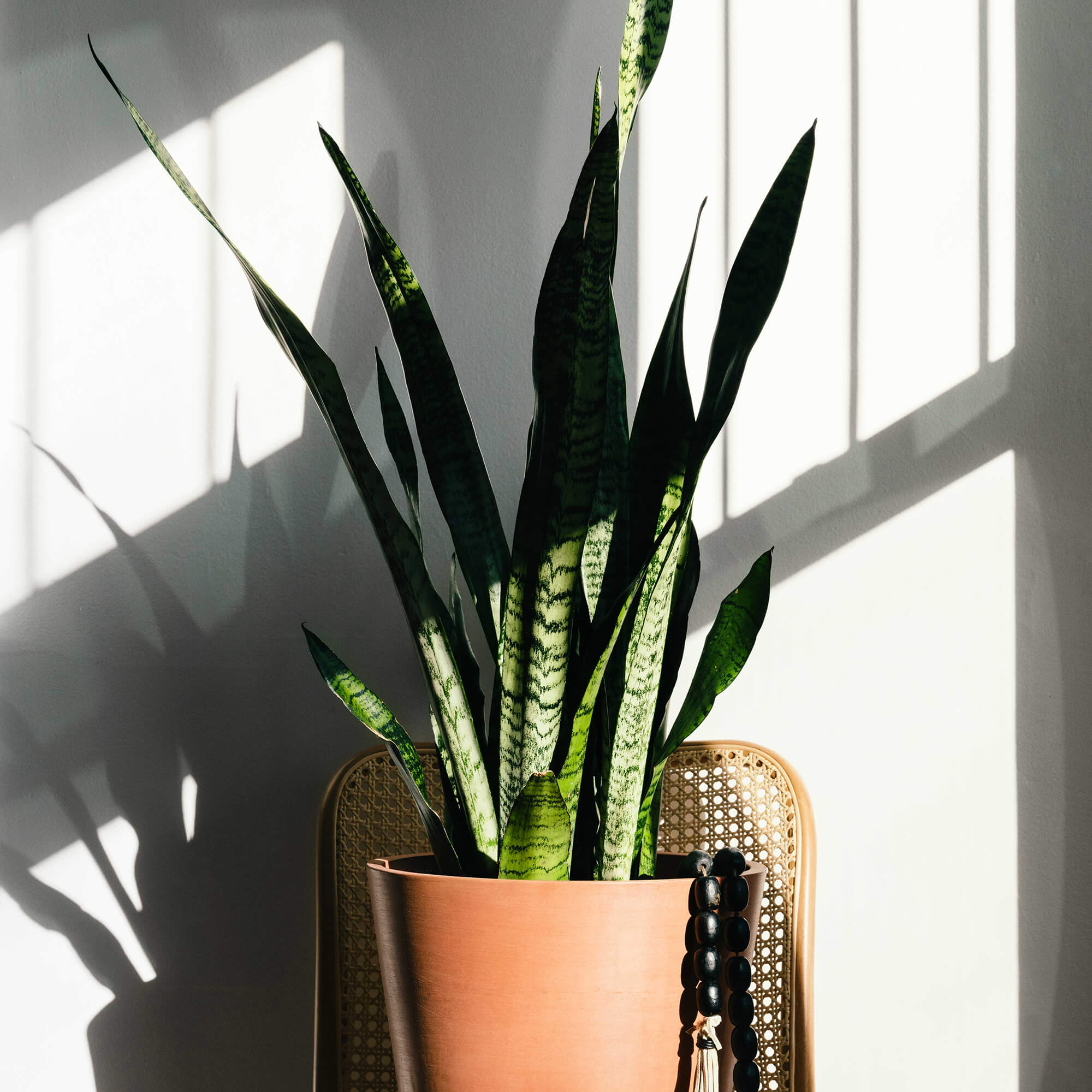 Snake Plant Oxygen Benefits: Improving Air Quality in Your Home.
