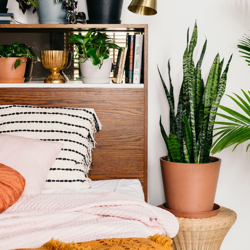 Snake Plants: The Allergy-Reducing, Air-Purifying Wonder | Bloomscape