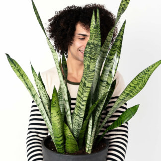 Snake Plants: The Allergy-Reducing, Air-Purifying Wonder | Bloomscape