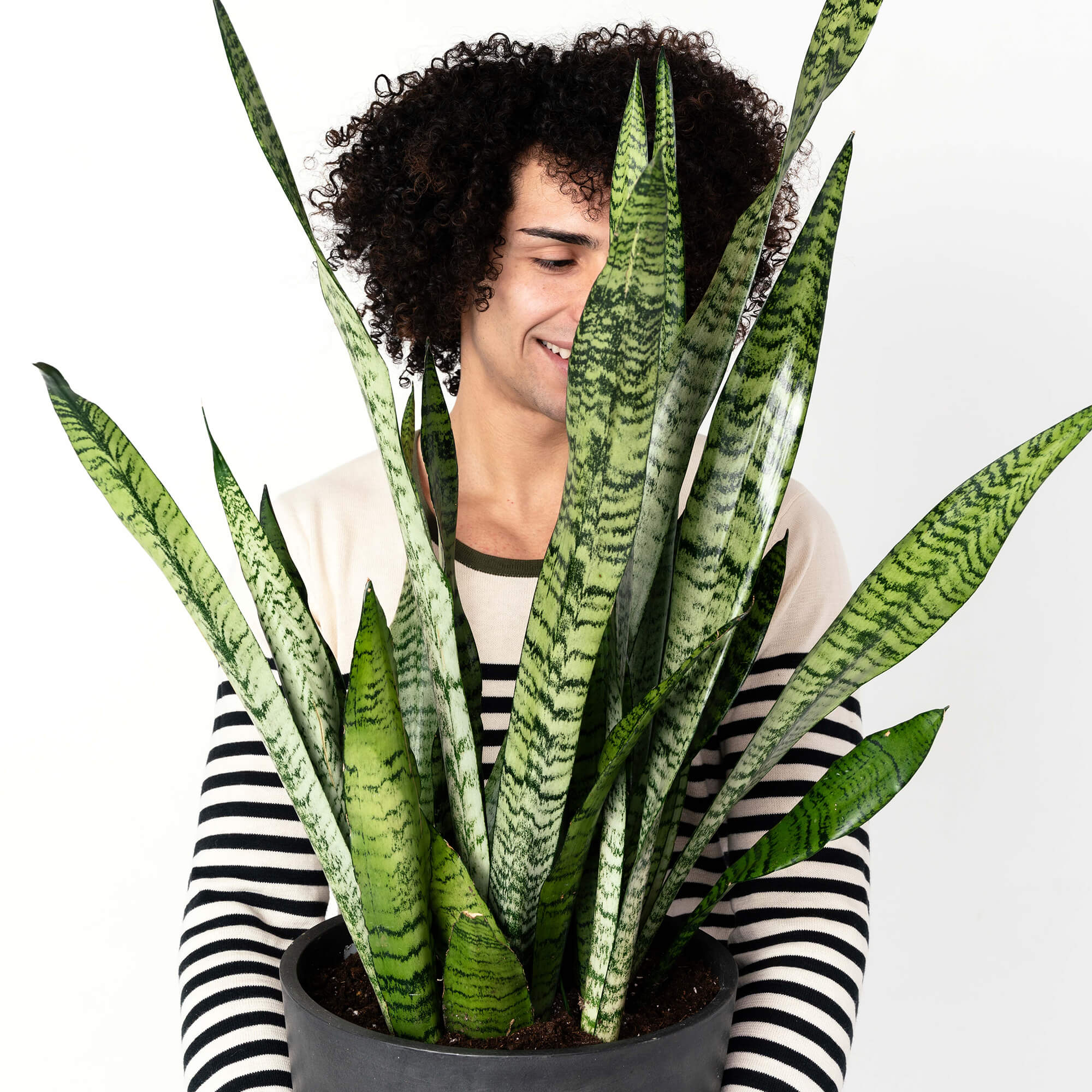 Snake Plants: The Allergy-Reducing, Air-Purifying Wonder | Bloomscape