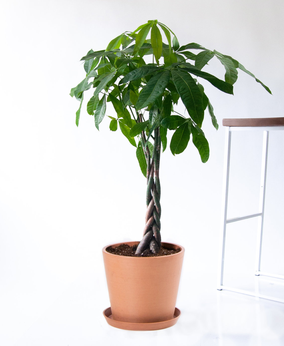 The Money Tree Plant: Symbolism and Benefits | Bloomscape