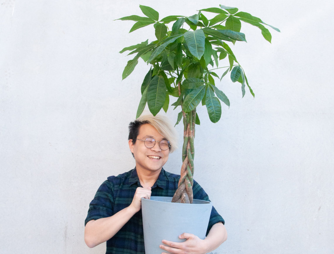 The Money Tree Plant: Symbolism and Benefits | Bloomscape