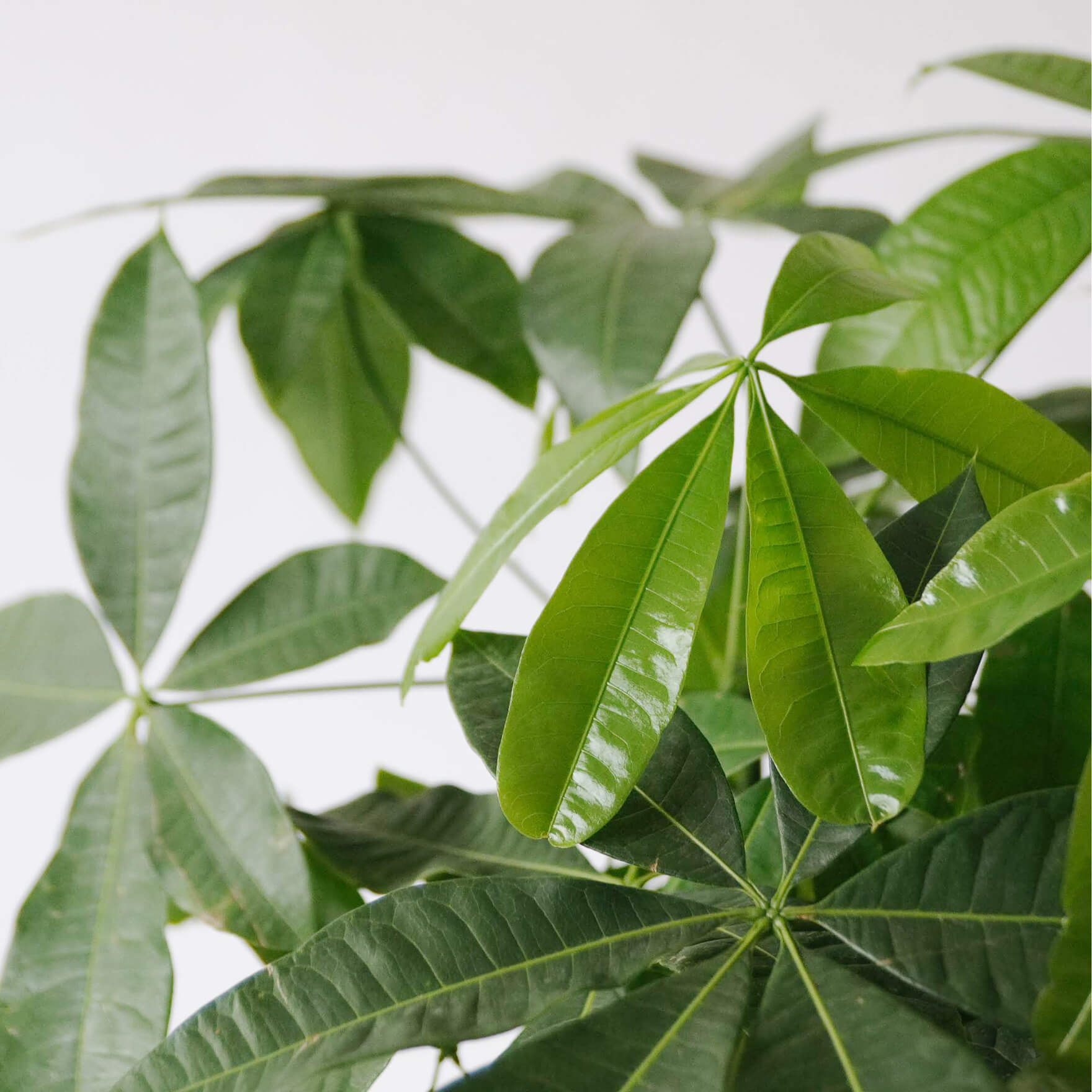 Why Are My Money Tree's Yellowing? | Bloomscape