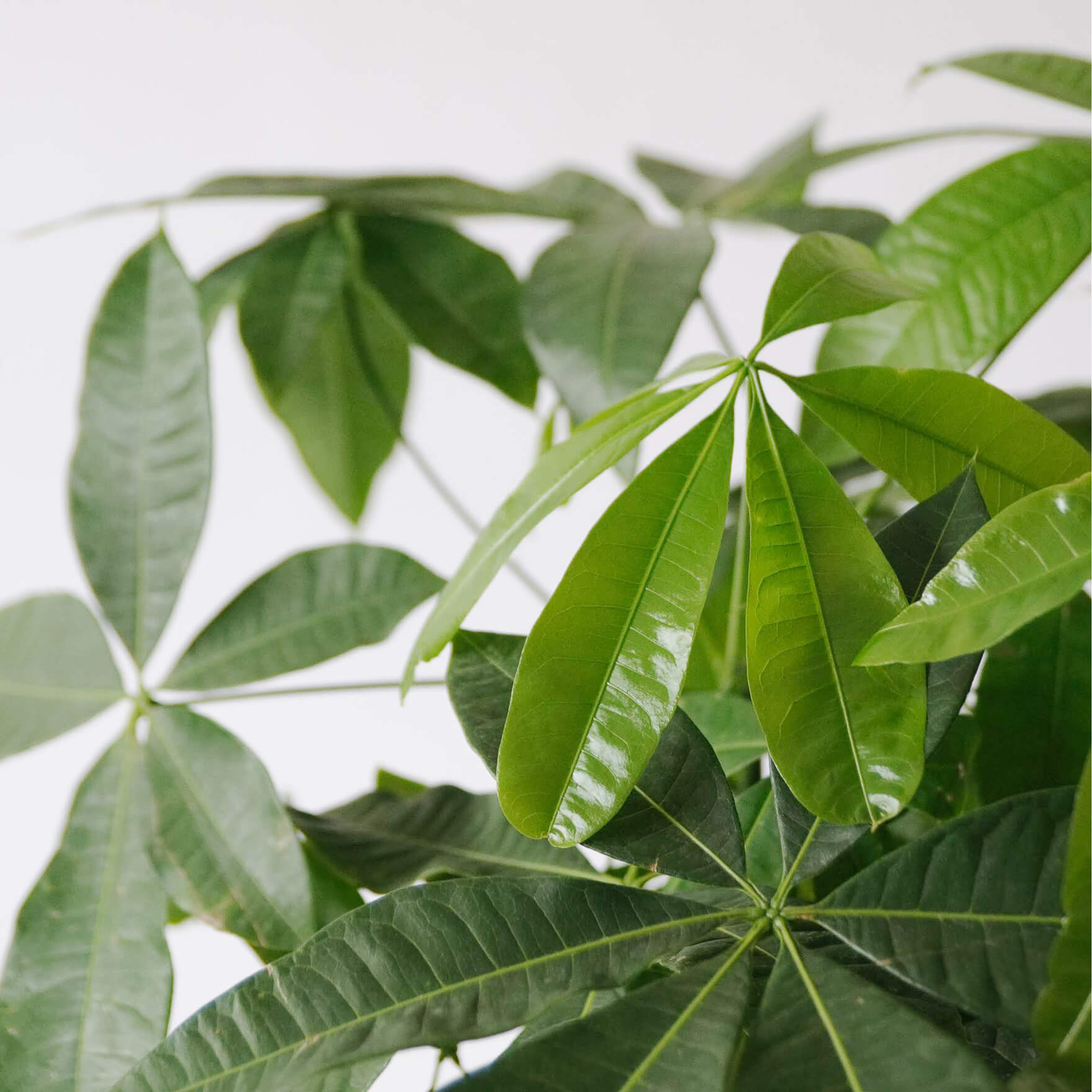 buy money tree plant online