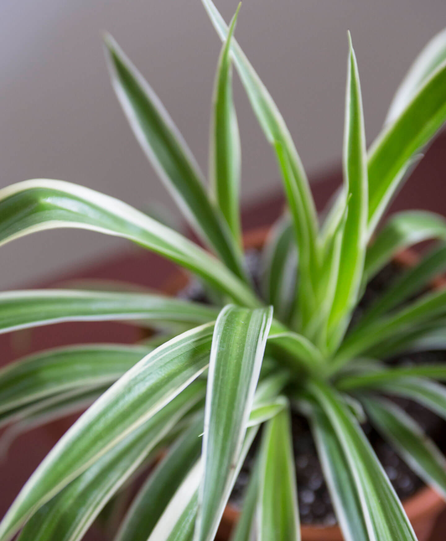 Why are the leaves on my Spider Plant turning brown on the ...