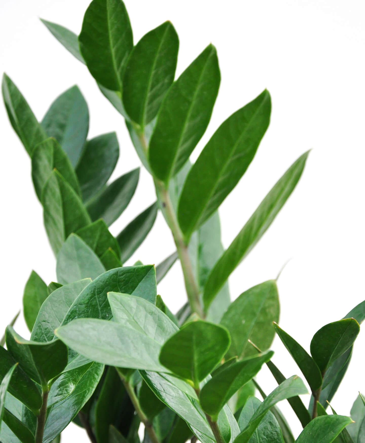 ZZ Plant 101 How To Care For ZZ Plants Bloomscape ZZ Plant 101 How To Care For ZZ Plants Bloomscape