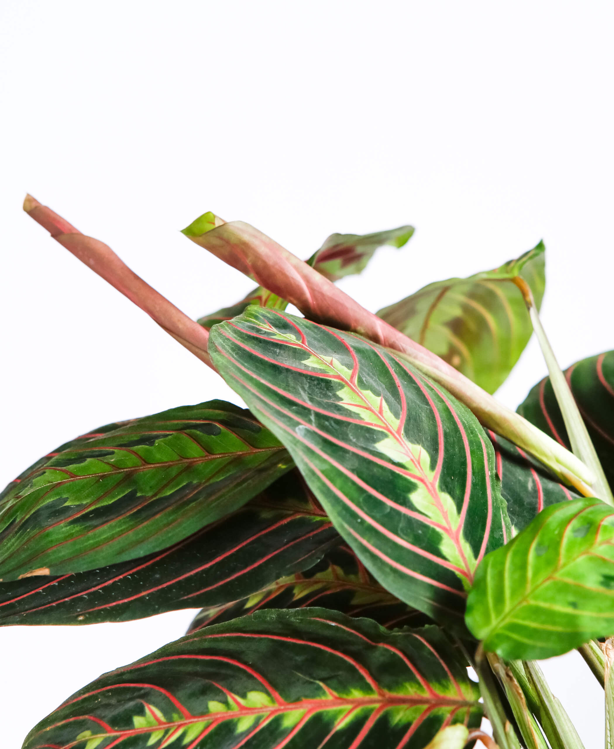 Prayer How Care for Prayer Plants | Bloomscape