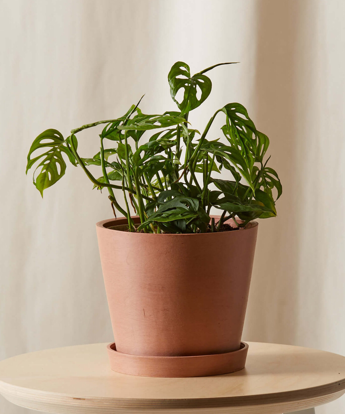 bloomscape_monstera-adansonii_md_clay monstera-adansonii-clay