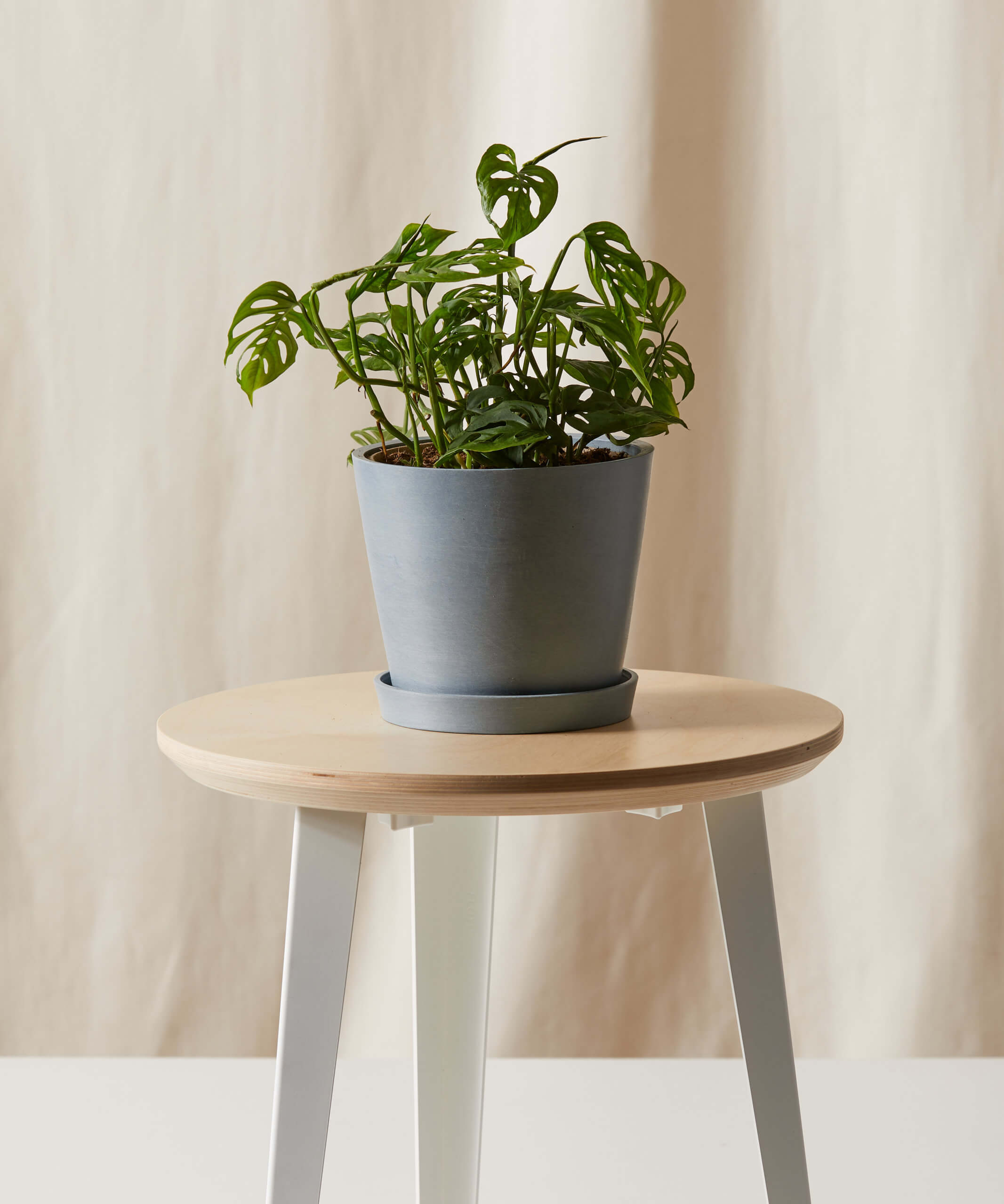 bloomscape_monstera-adansonii_md_slate