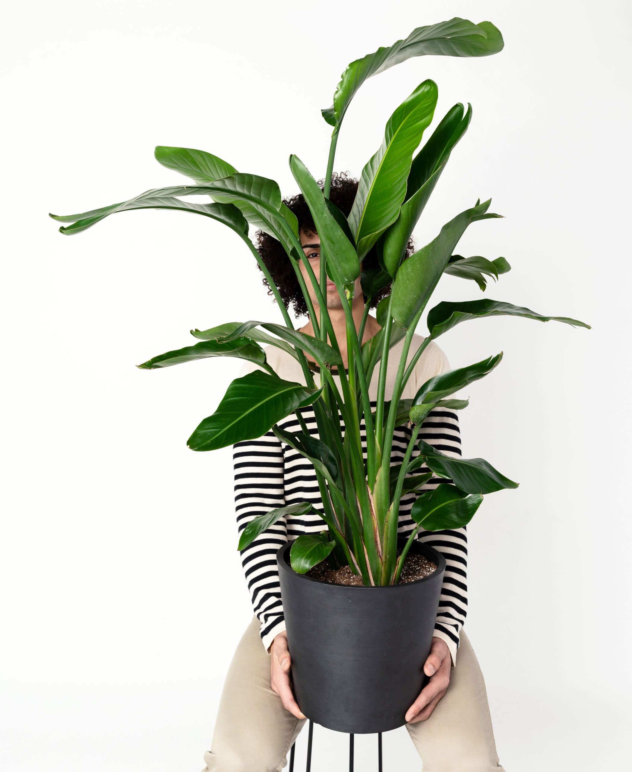strelitzia nicolai how to take care
