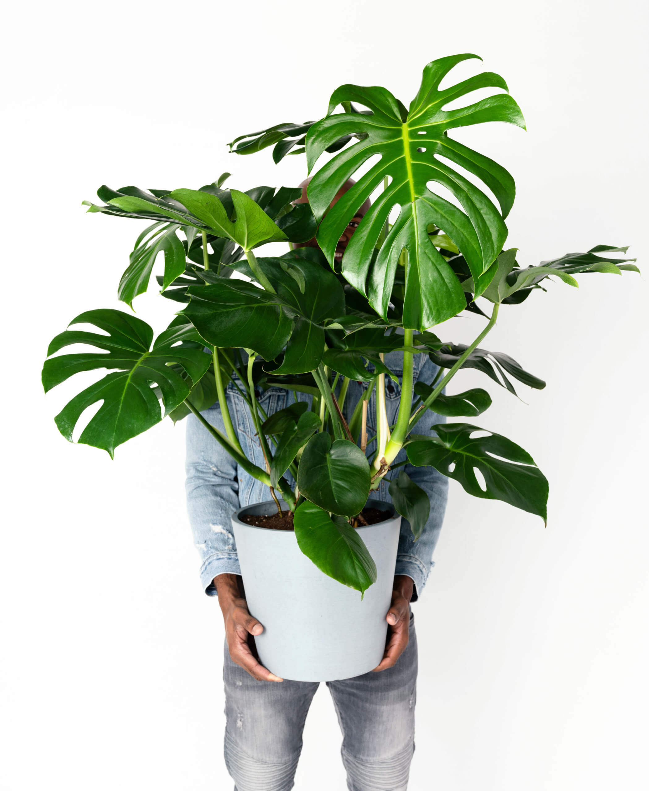 Monstera 20 How to Care for Monsteras   Bloomscape