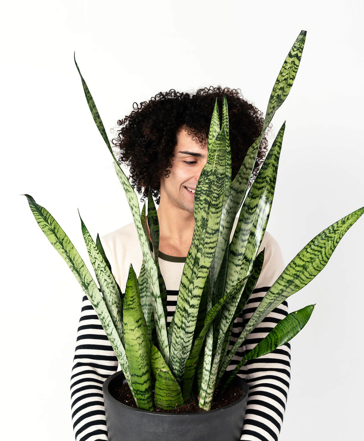 Snake Plant Care: How to Grow this Diehard Houseplant