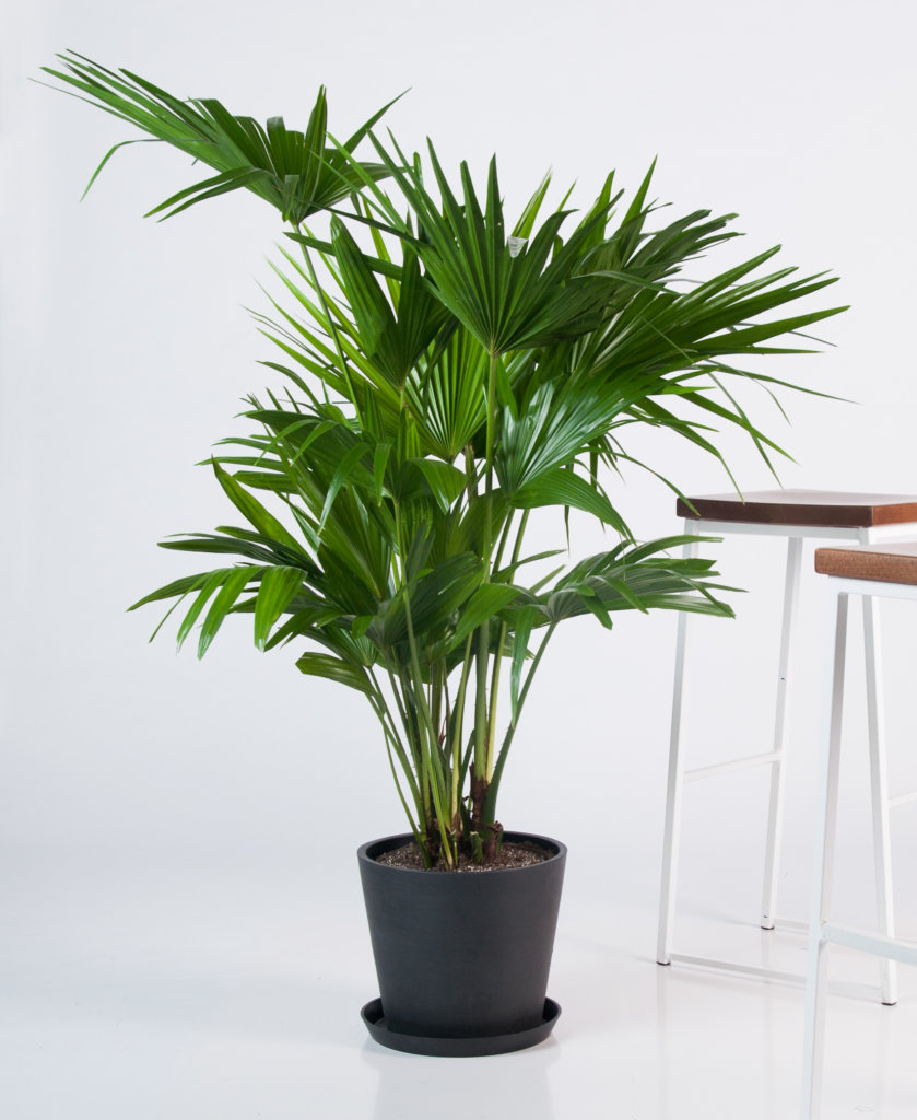 Money Tree Plant Care Guide - Bloomscape