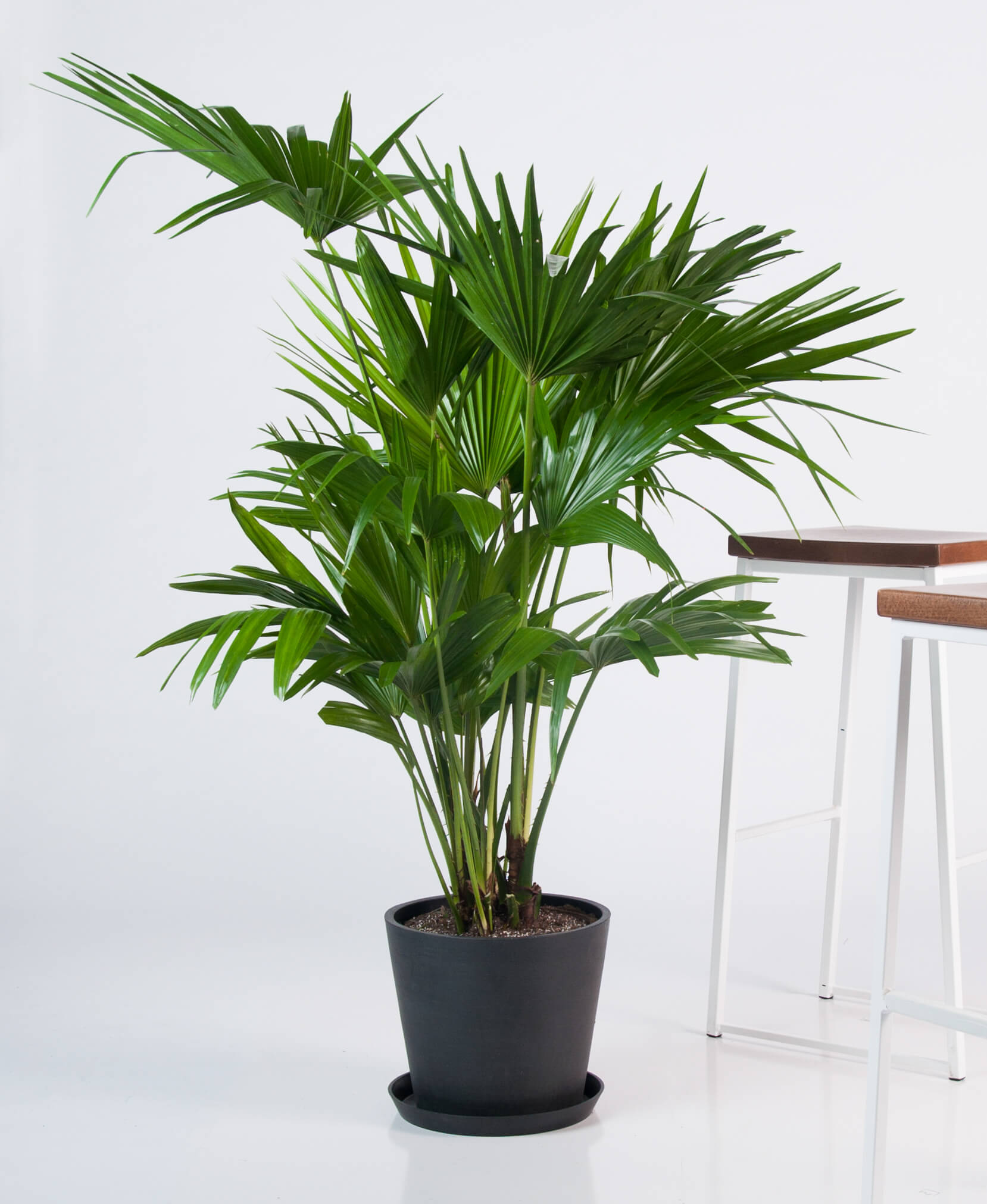Buy Potted Chinese Fan Palm Indoor Plant Bloomscape Buy Potted Chinese Fan Palm Indoor Plant Bloomscape