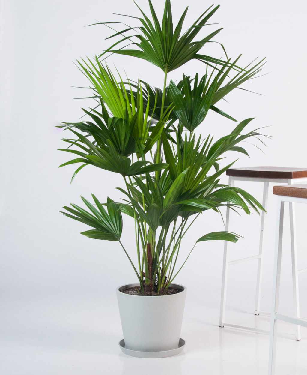 Buy Potted Chinese Fan Palm Indoor Plant Bloomscape