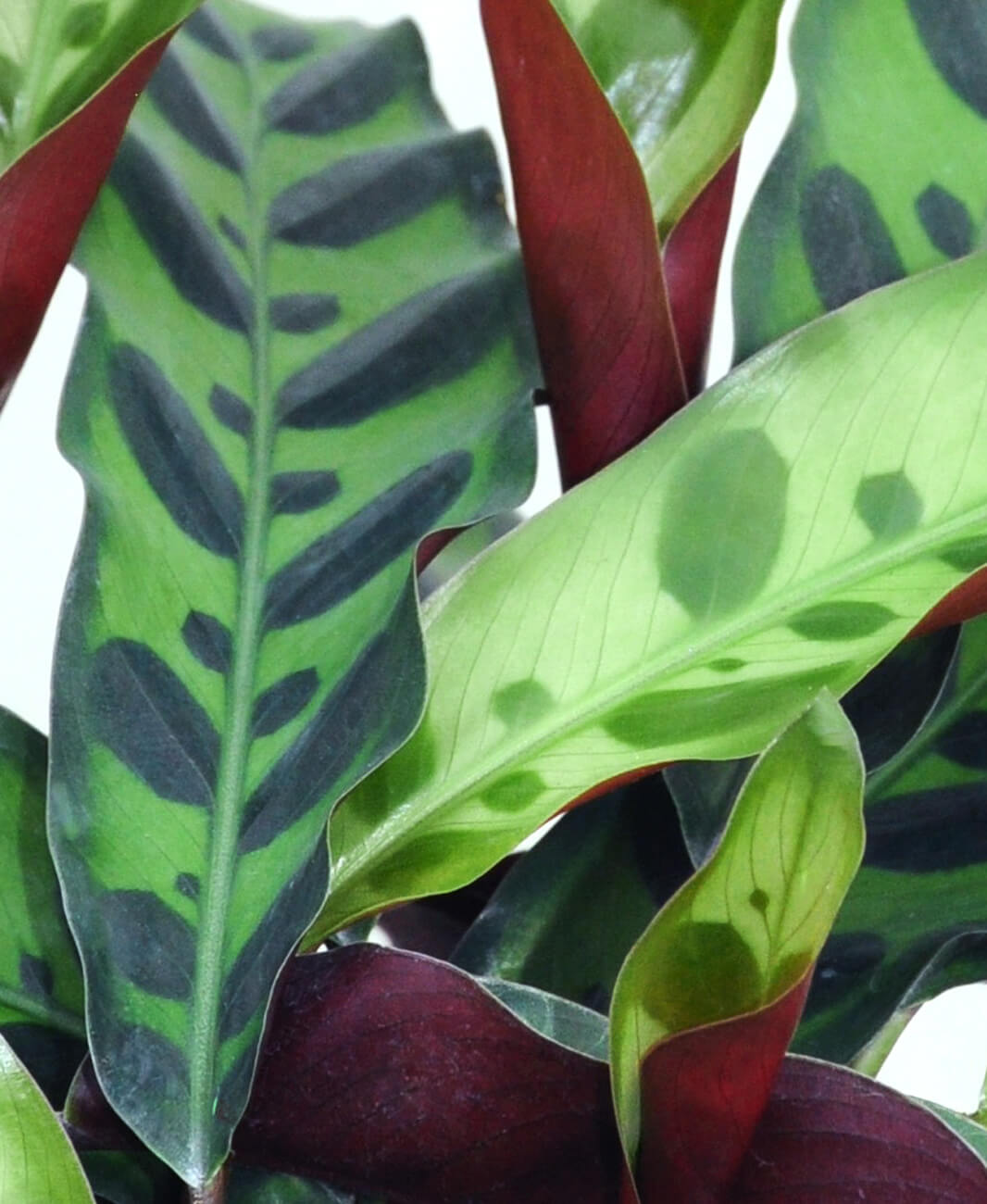 Buy Bloomscape Potted Calathea Rattlesnake