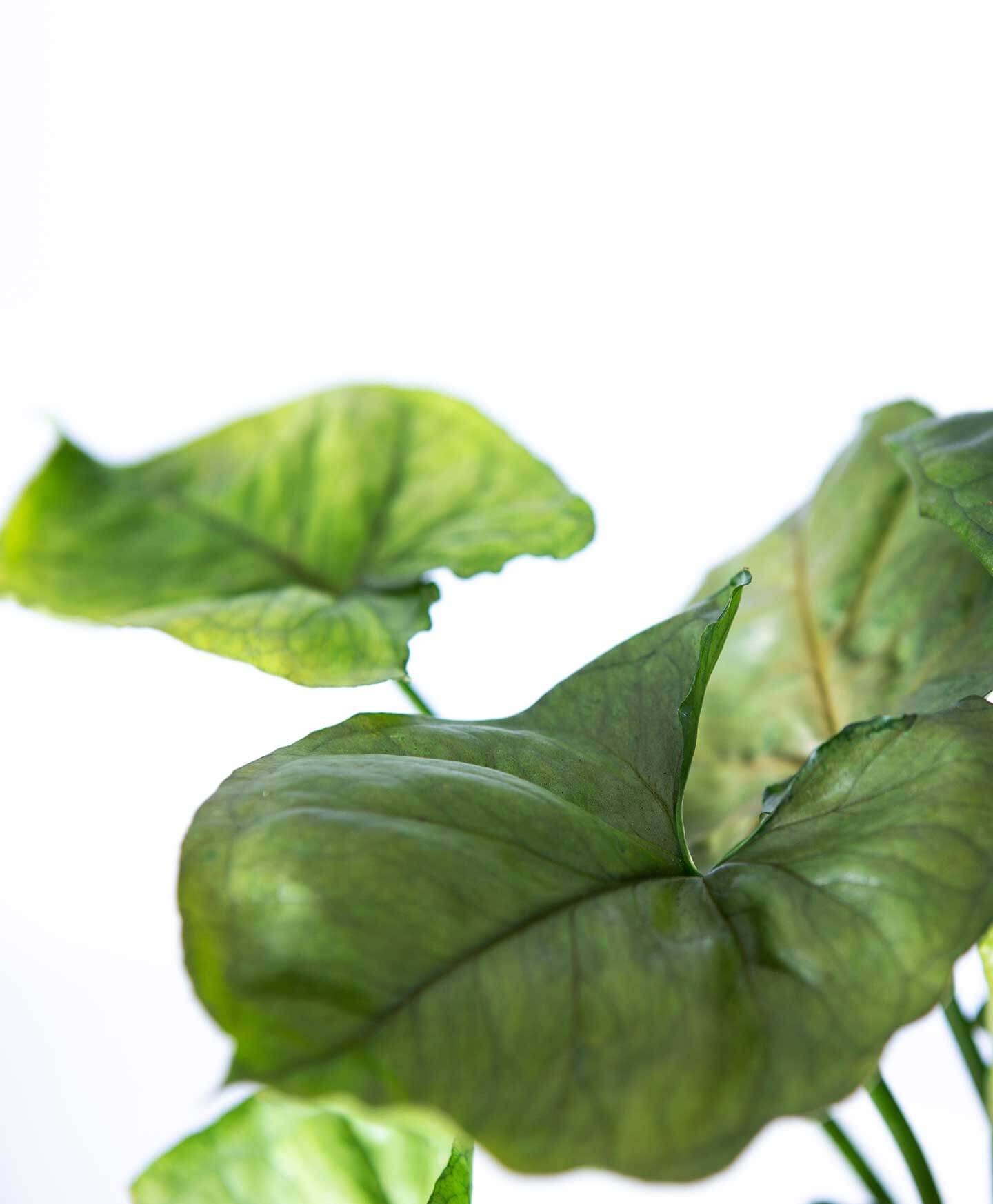why is my syngonium turning yellow