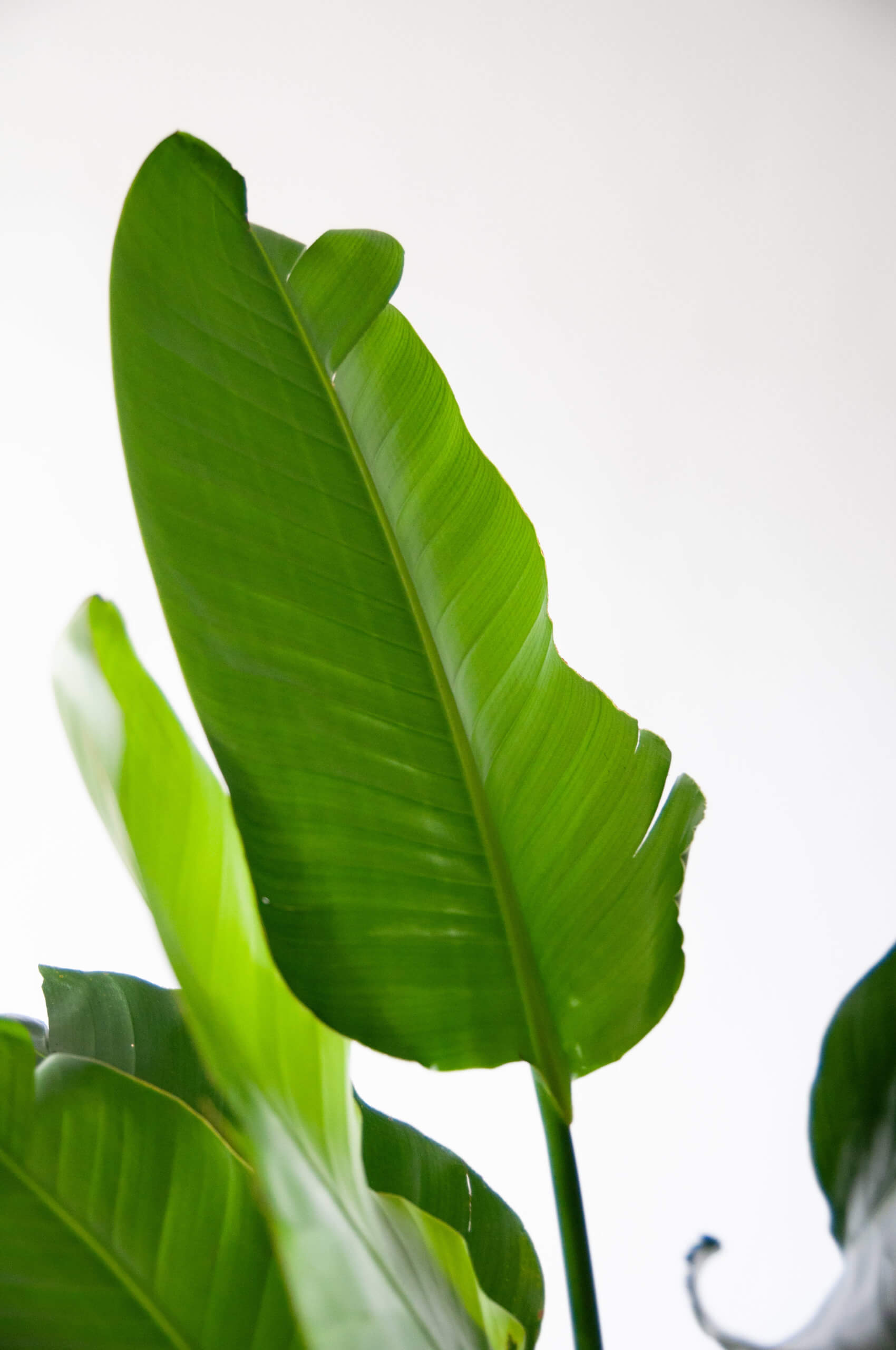 Bird of Paradise 101: How to Care for Bird of Paradise Plants