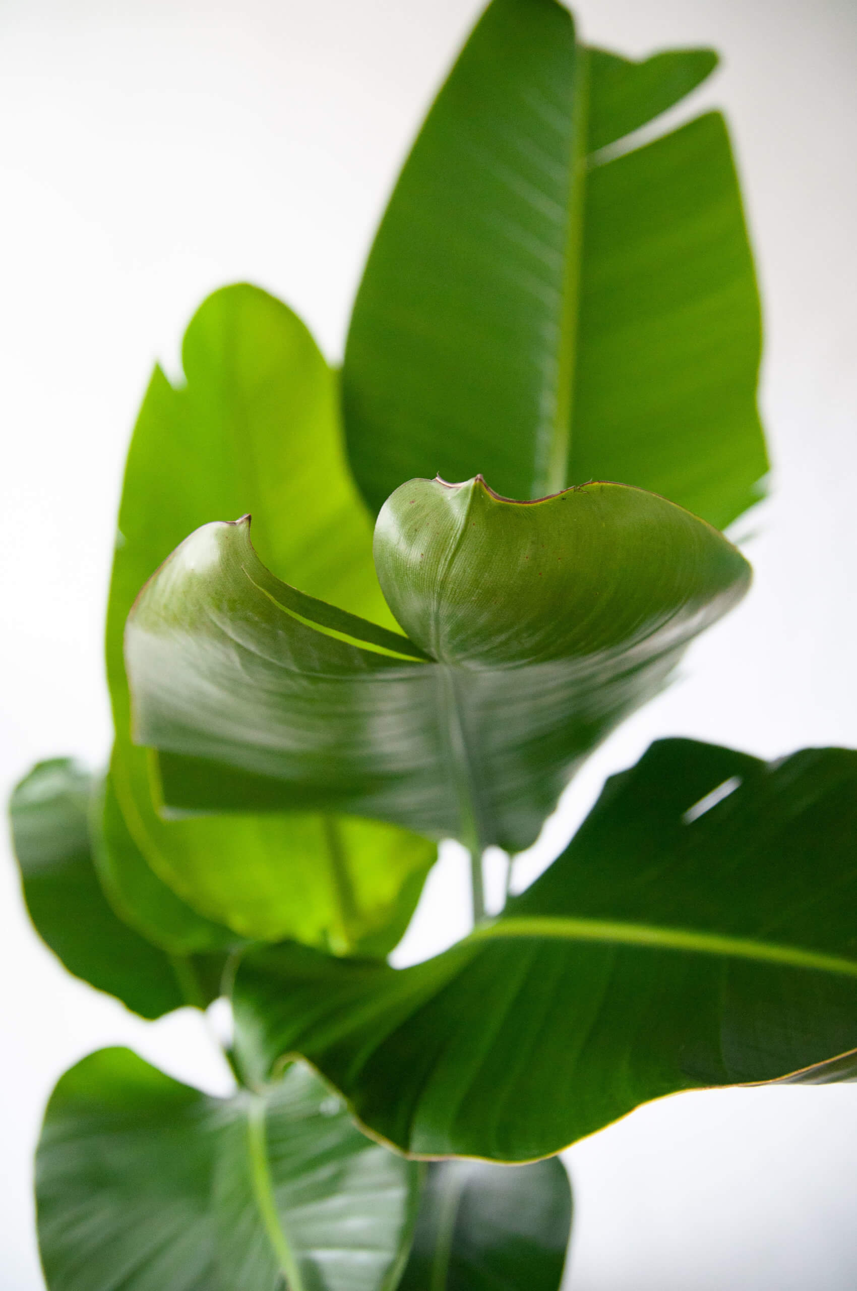 Why Are My Bird of Paradise's Leaves Curling? | Bloomscape
