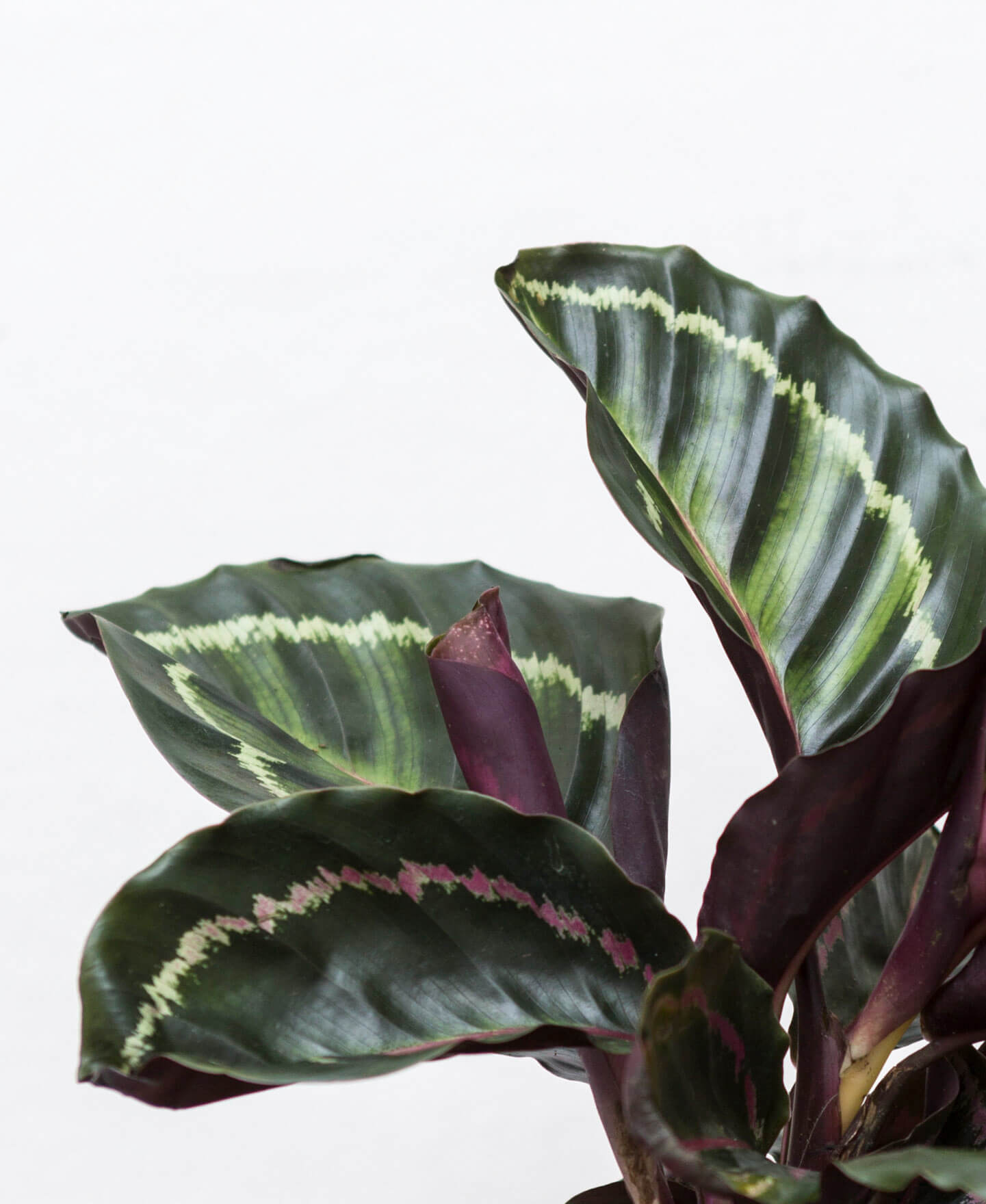 Why are My Calathea Leaves Curling? 