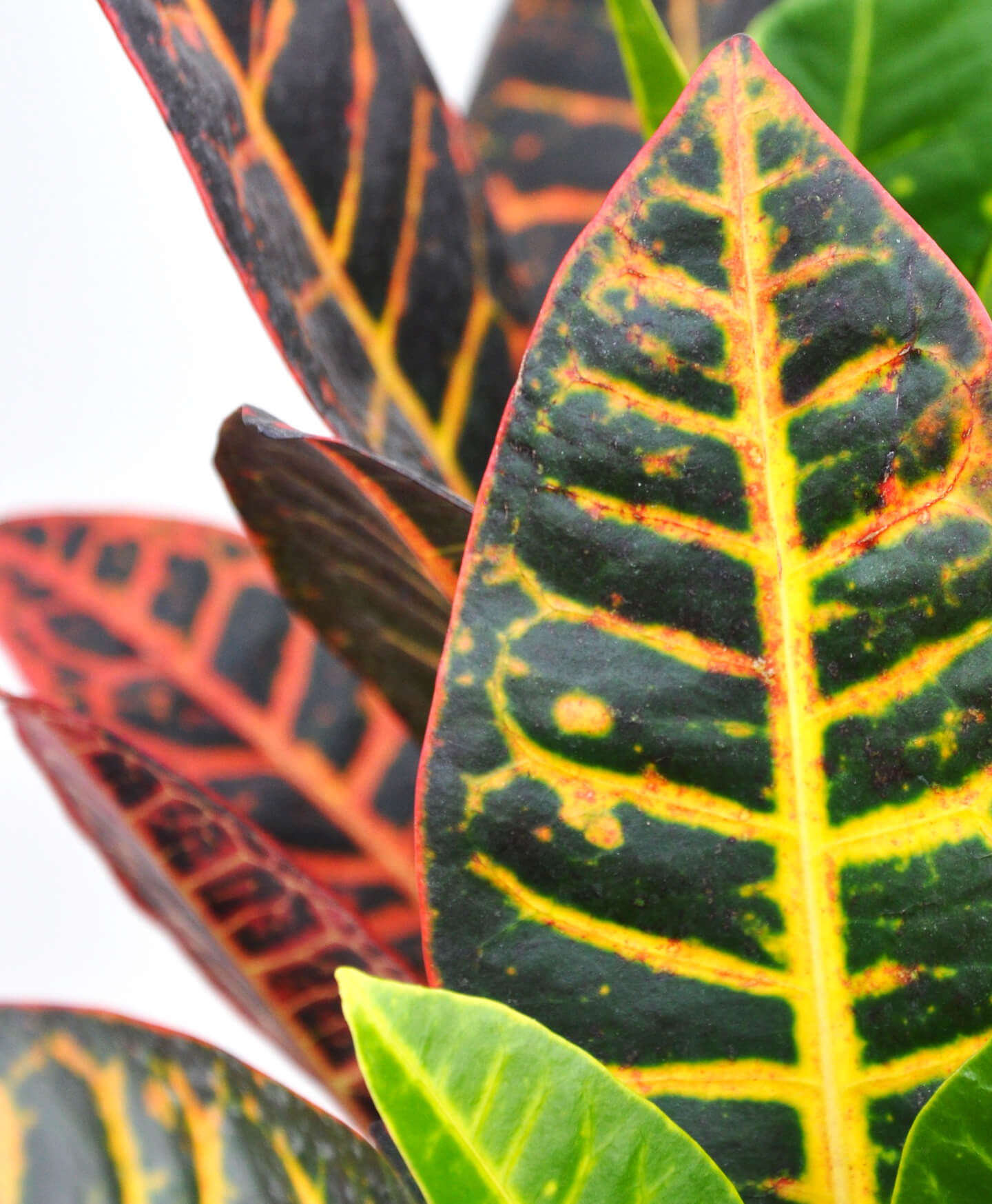 How to Grow and Care for Croton Plants