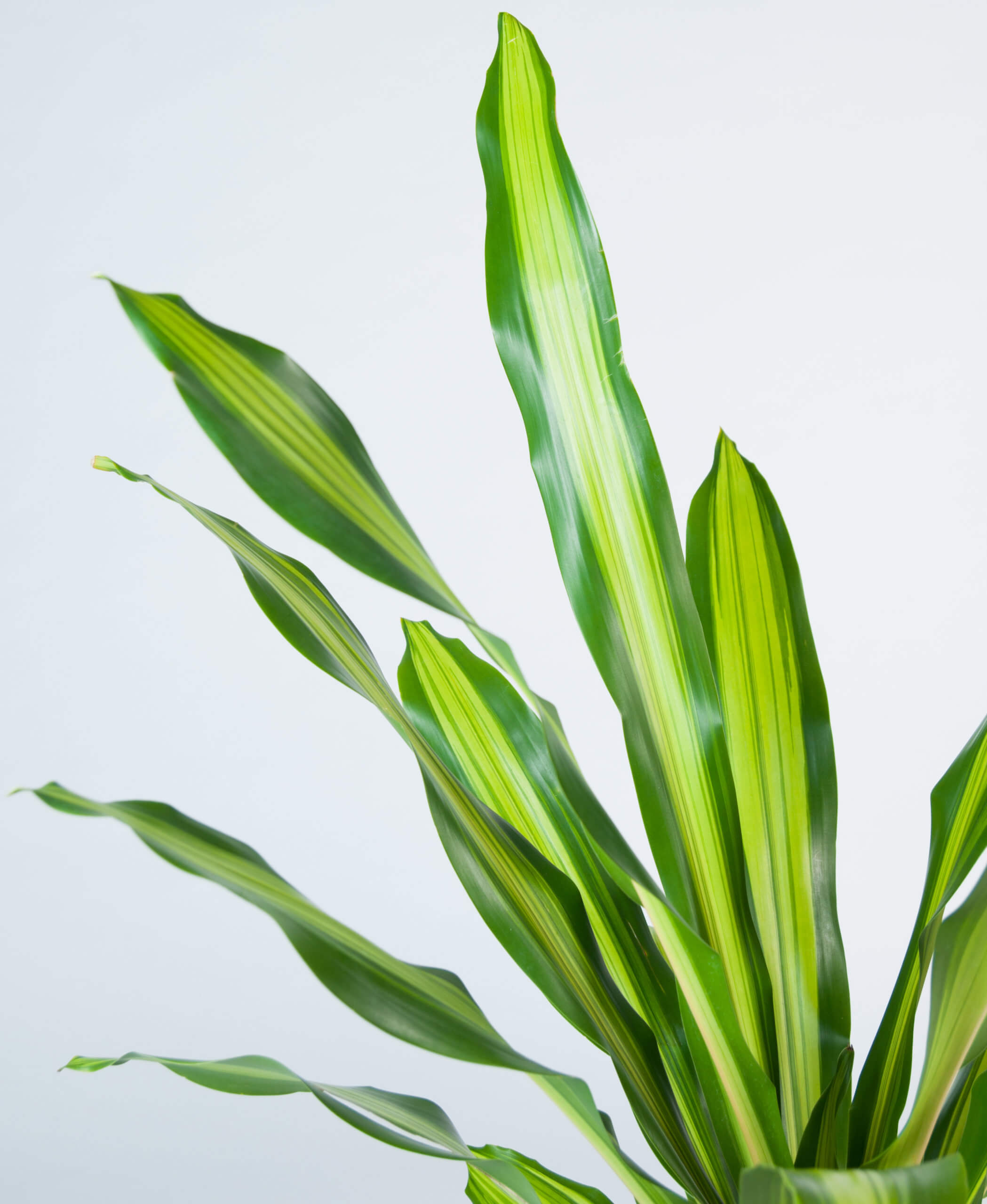 Buy Bloomscape Potted Dracaena Giganta Buy Bloomscape Potted Dracaena Giganta