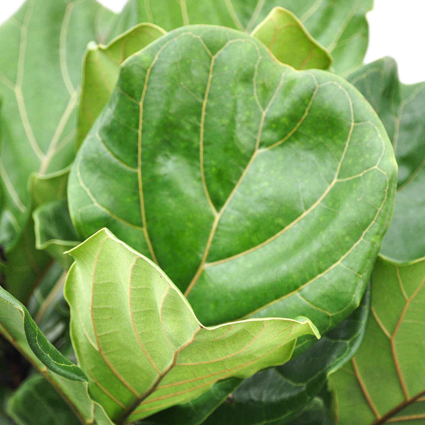 Why Is My Fiddle Leaf Fig Limp And Drooping Bloomscape