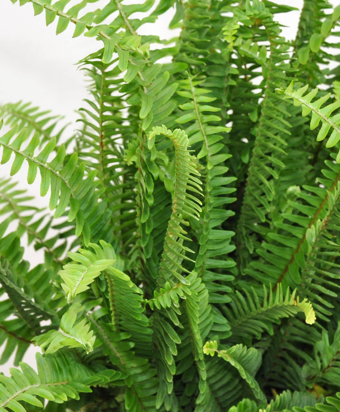 bloomscape_plant-care-guides_featured_kimberly-queen-fern