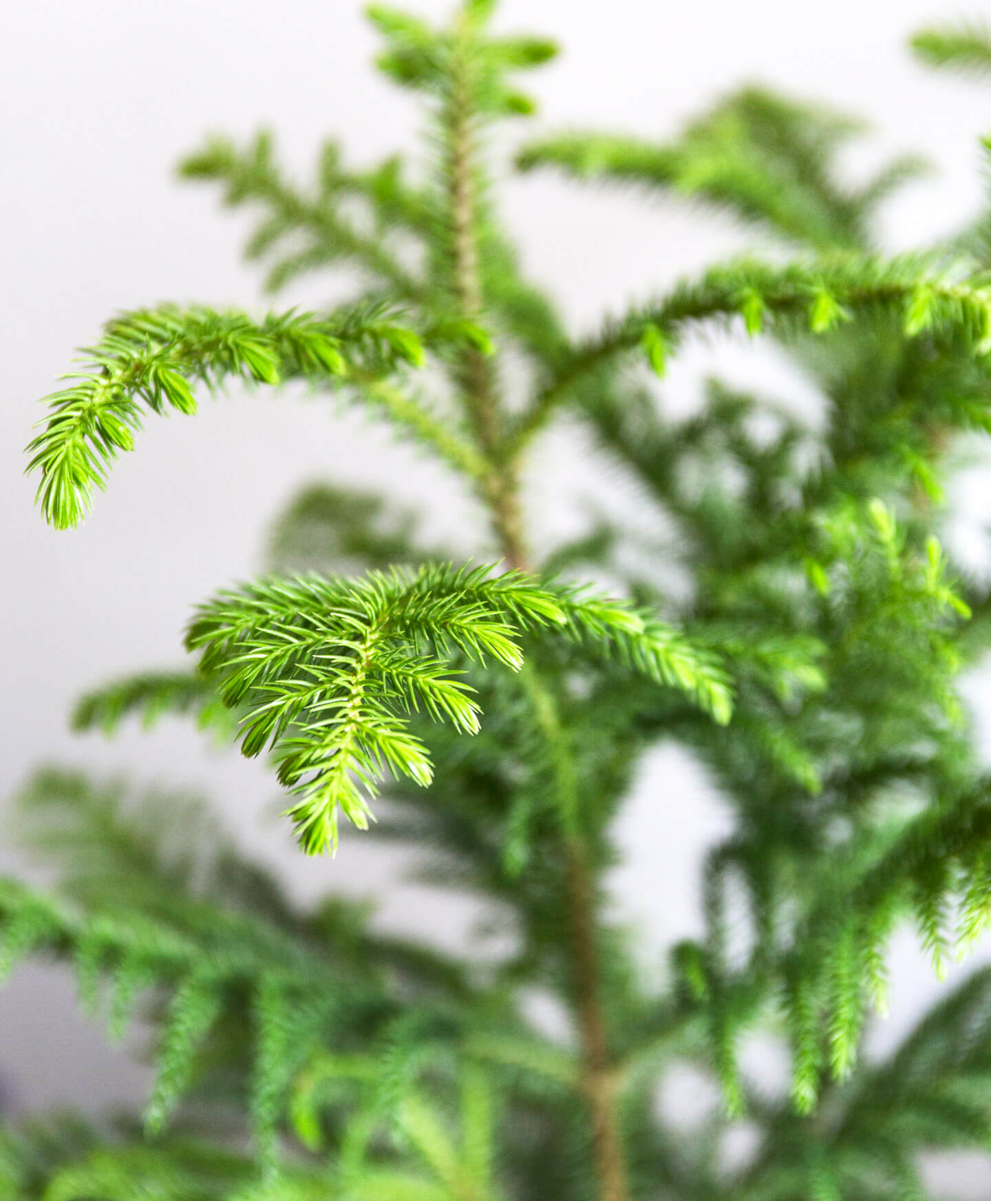 The Dos And Don'Ts of Watering a Norfolk Pine Tree 