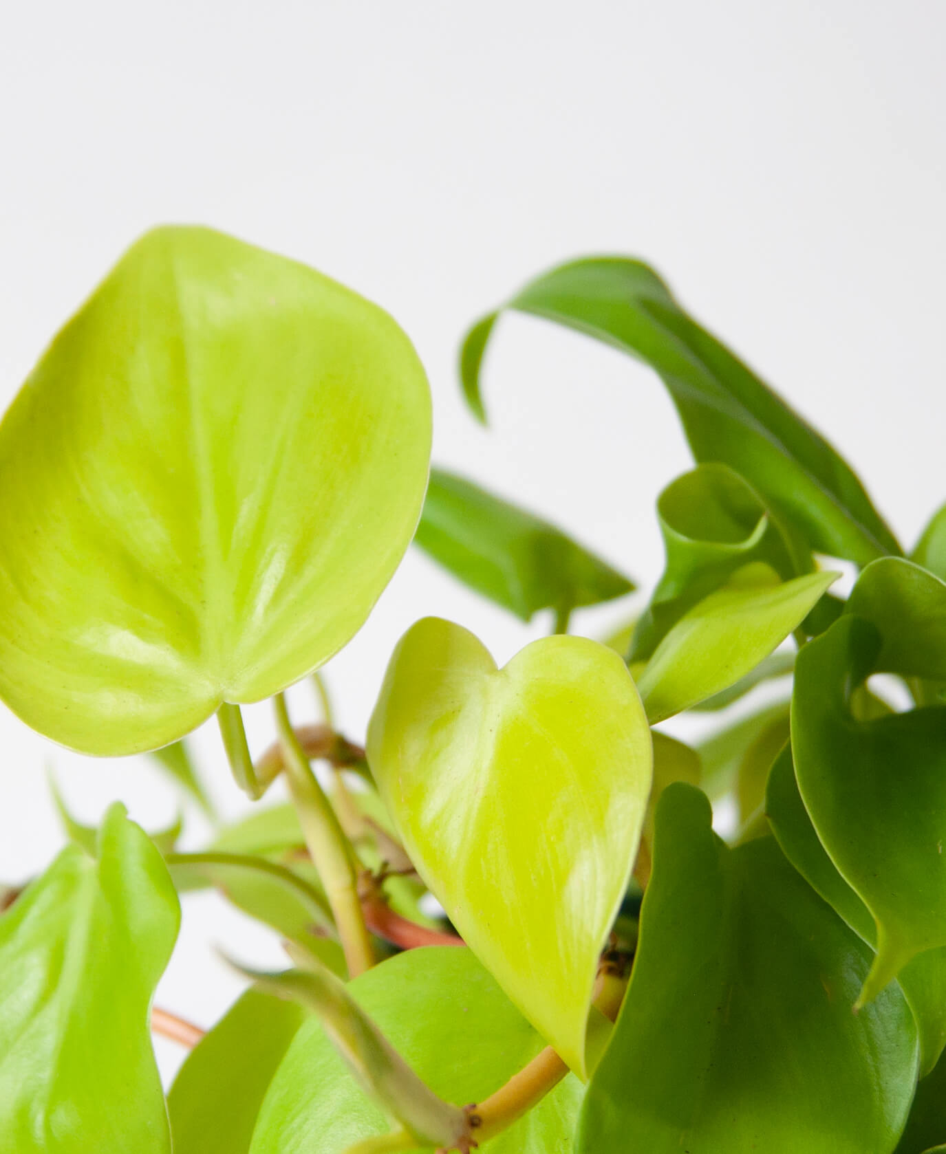 Buy Potted Bloomscape Philodendron Lemon Lime Indoor Plant